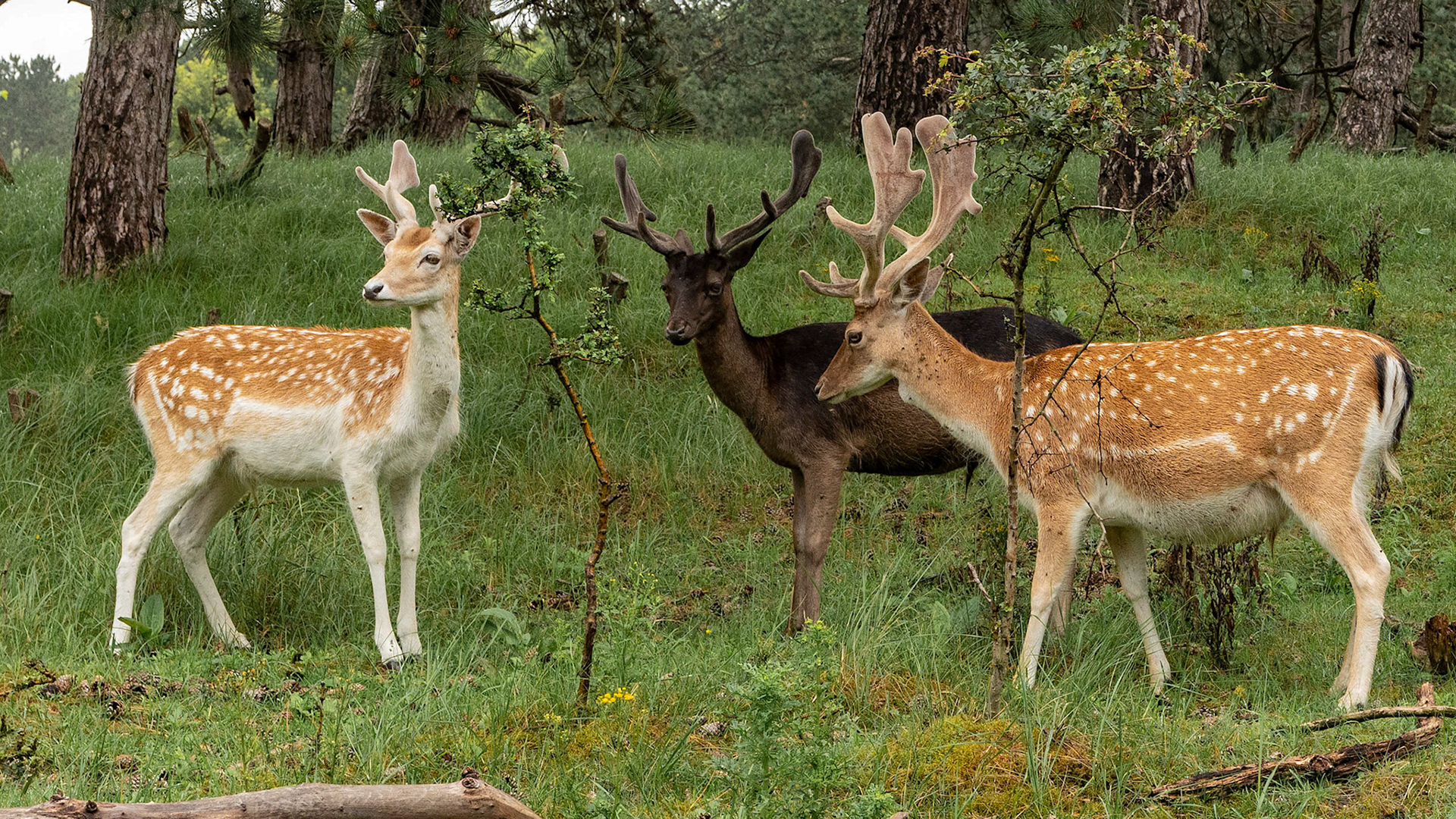 Damdeer - Waterleidingduinen - Zandvoort - The Netherlands