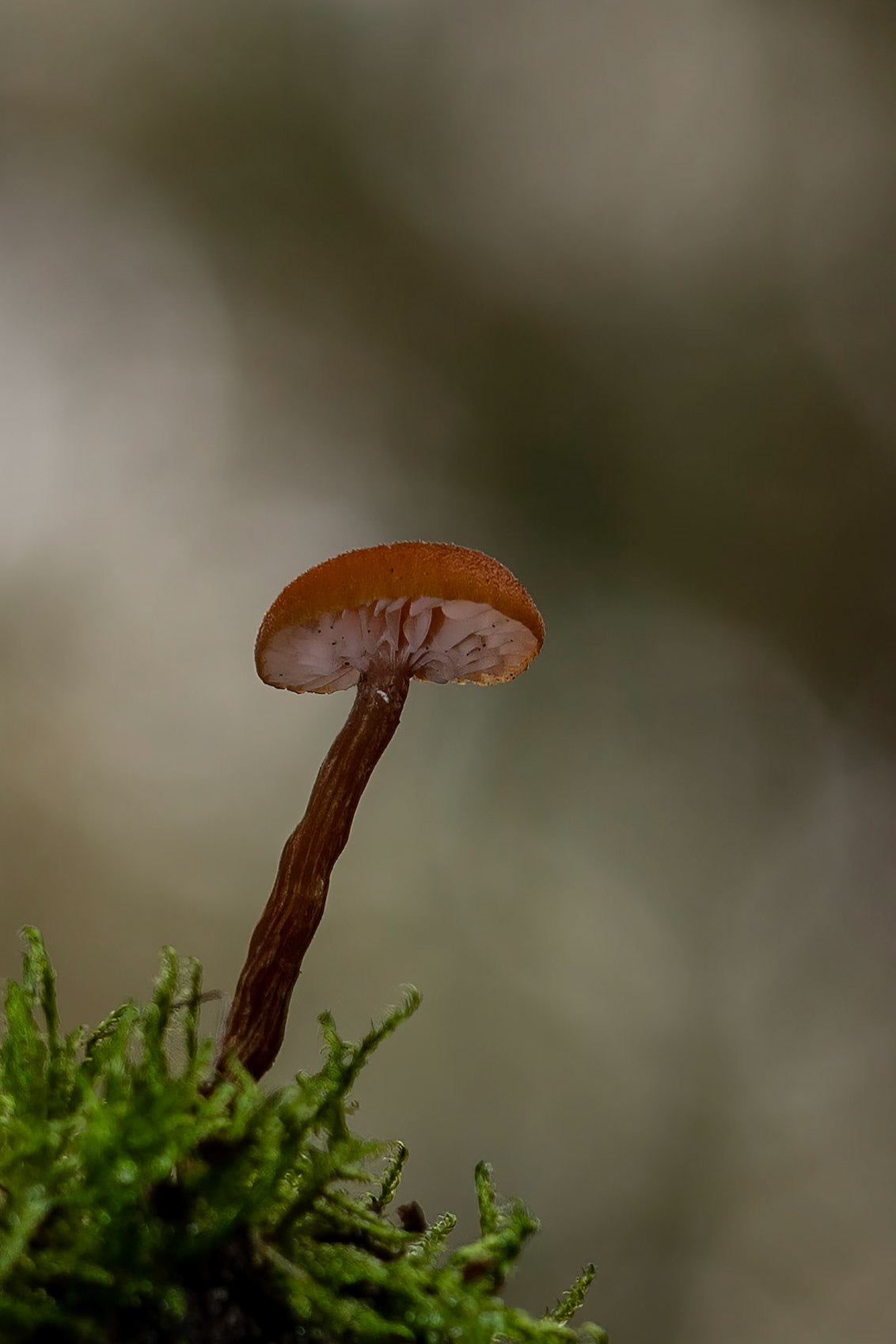 Gewone fopzwam or Deceiver Mushroom
