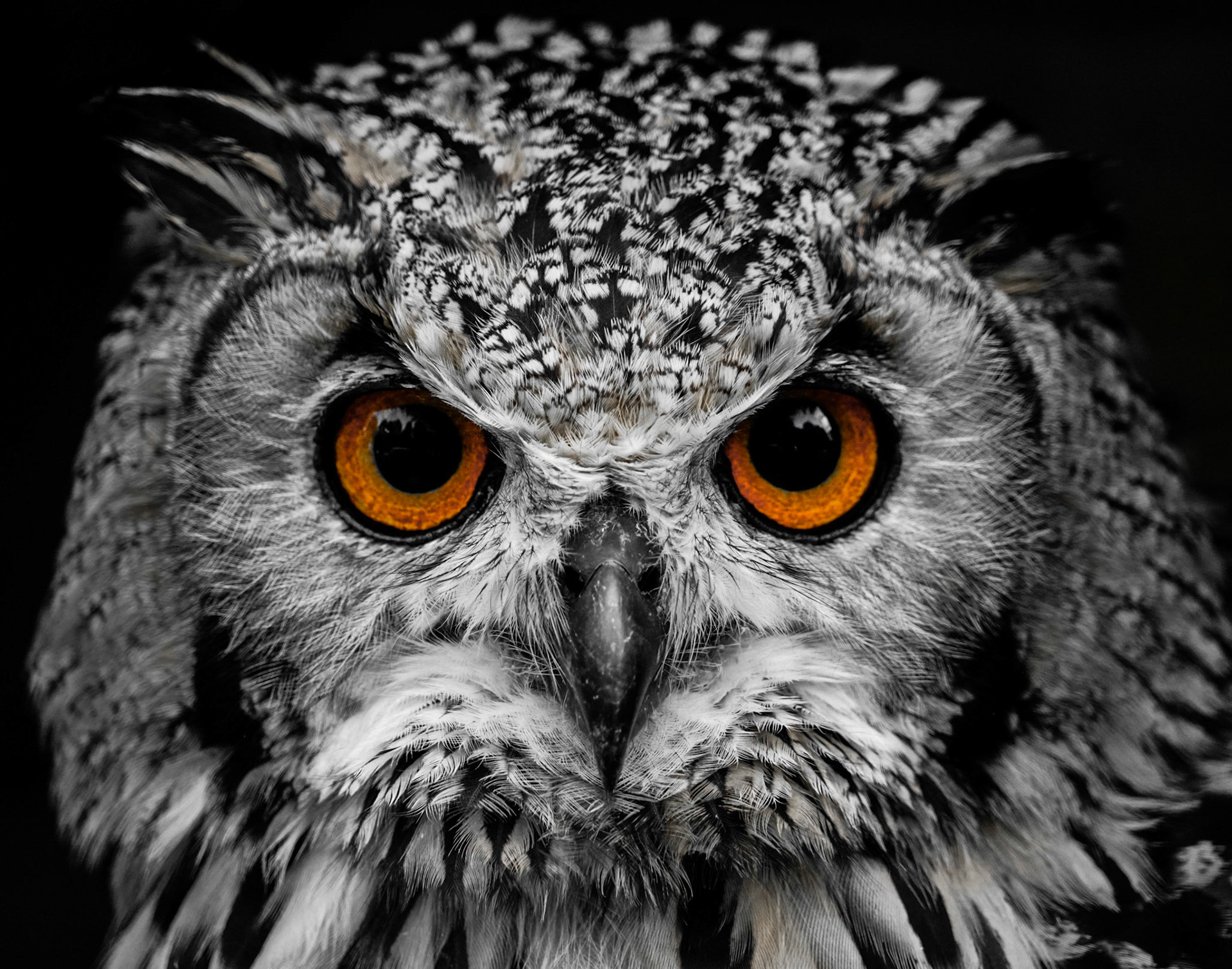 Owl - The Netherlands