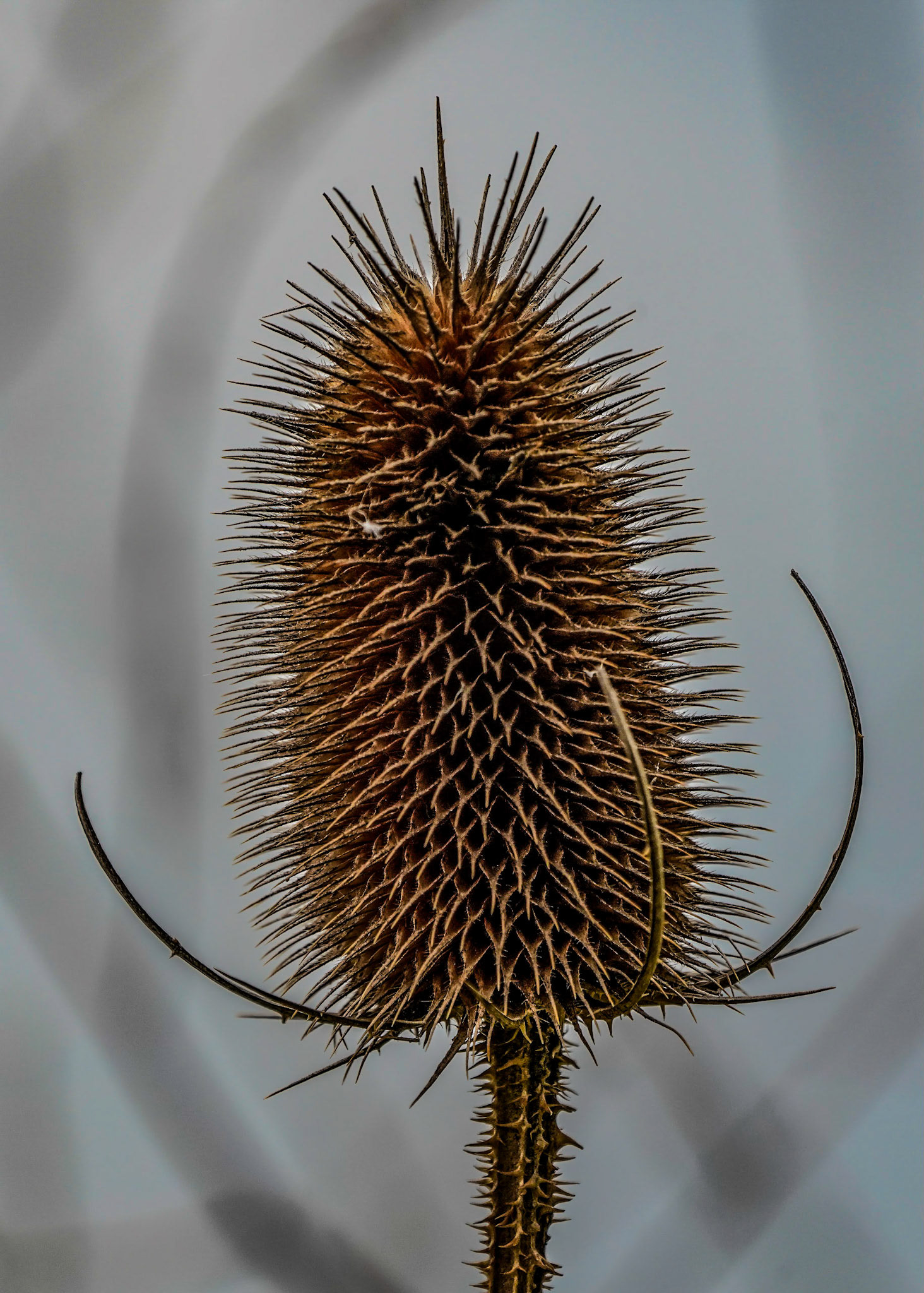 Weverskaarde or Dipsacus sativus
