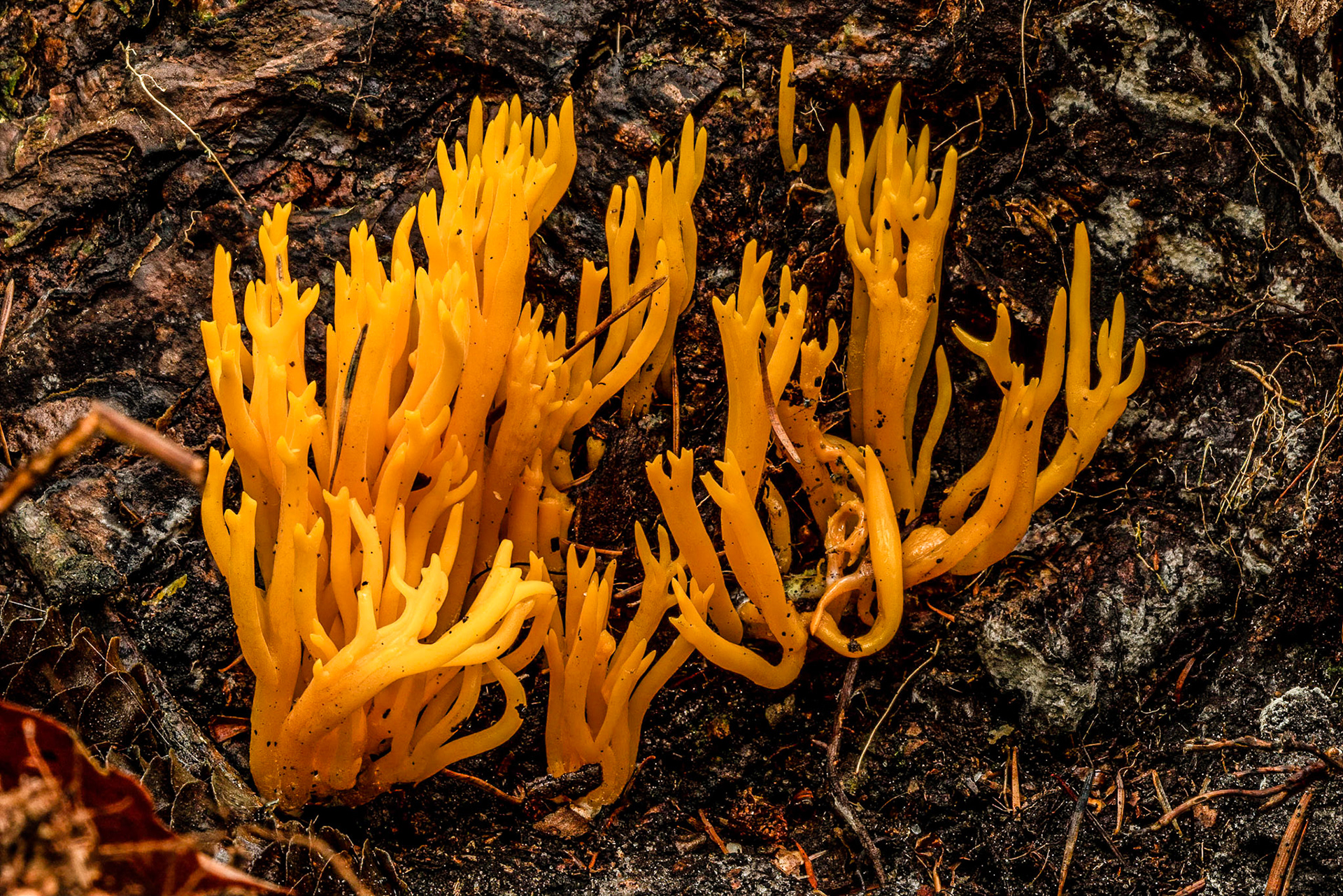 Gele Hertshoornzwam or Yellow stagshorn fungus