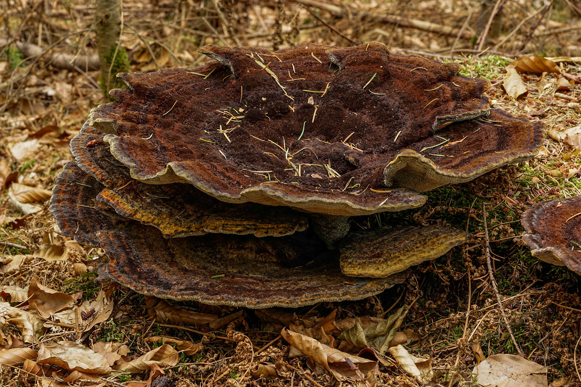 Turkey Tail Fungus or Trametes versicolor
