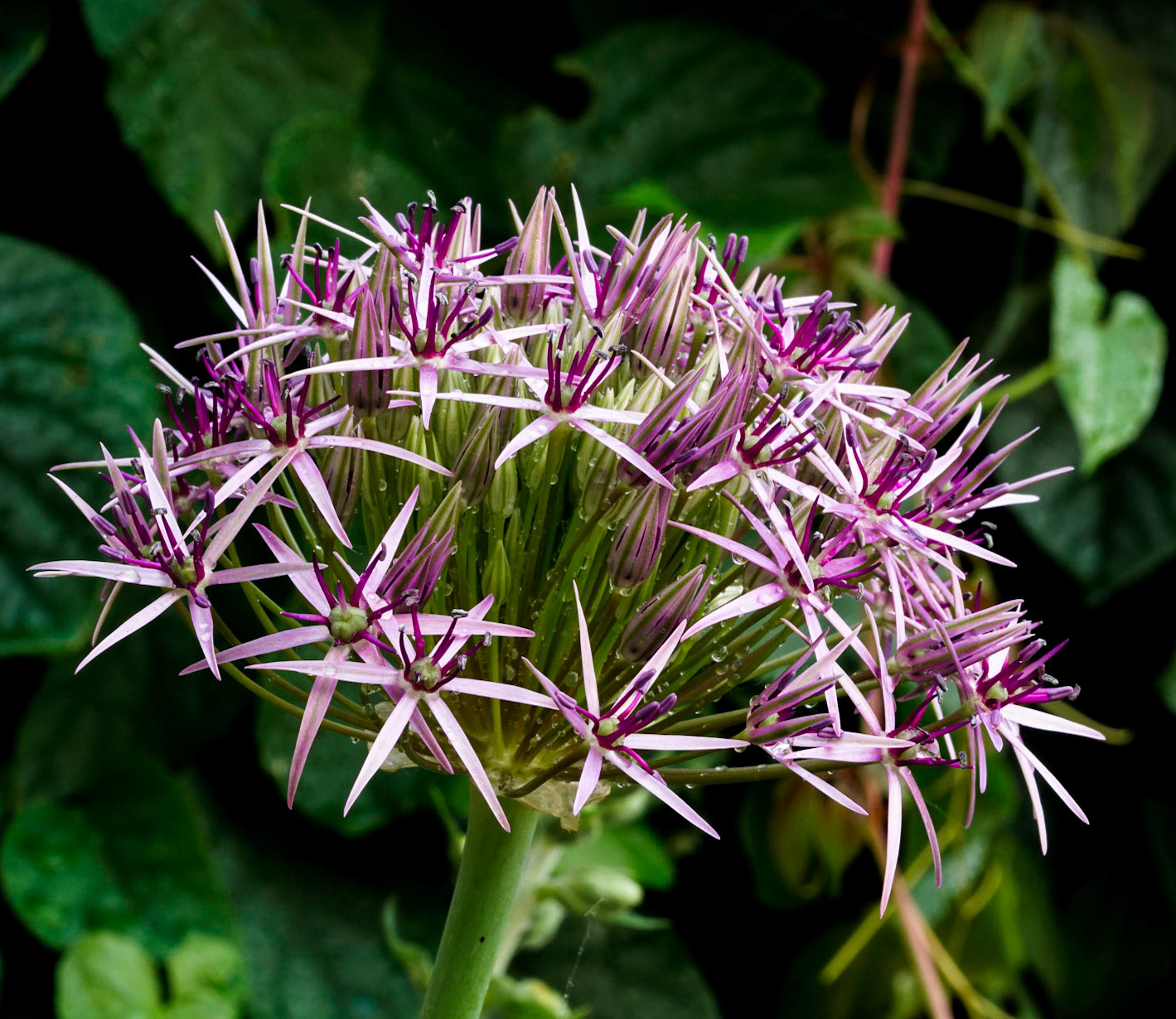 Union flower