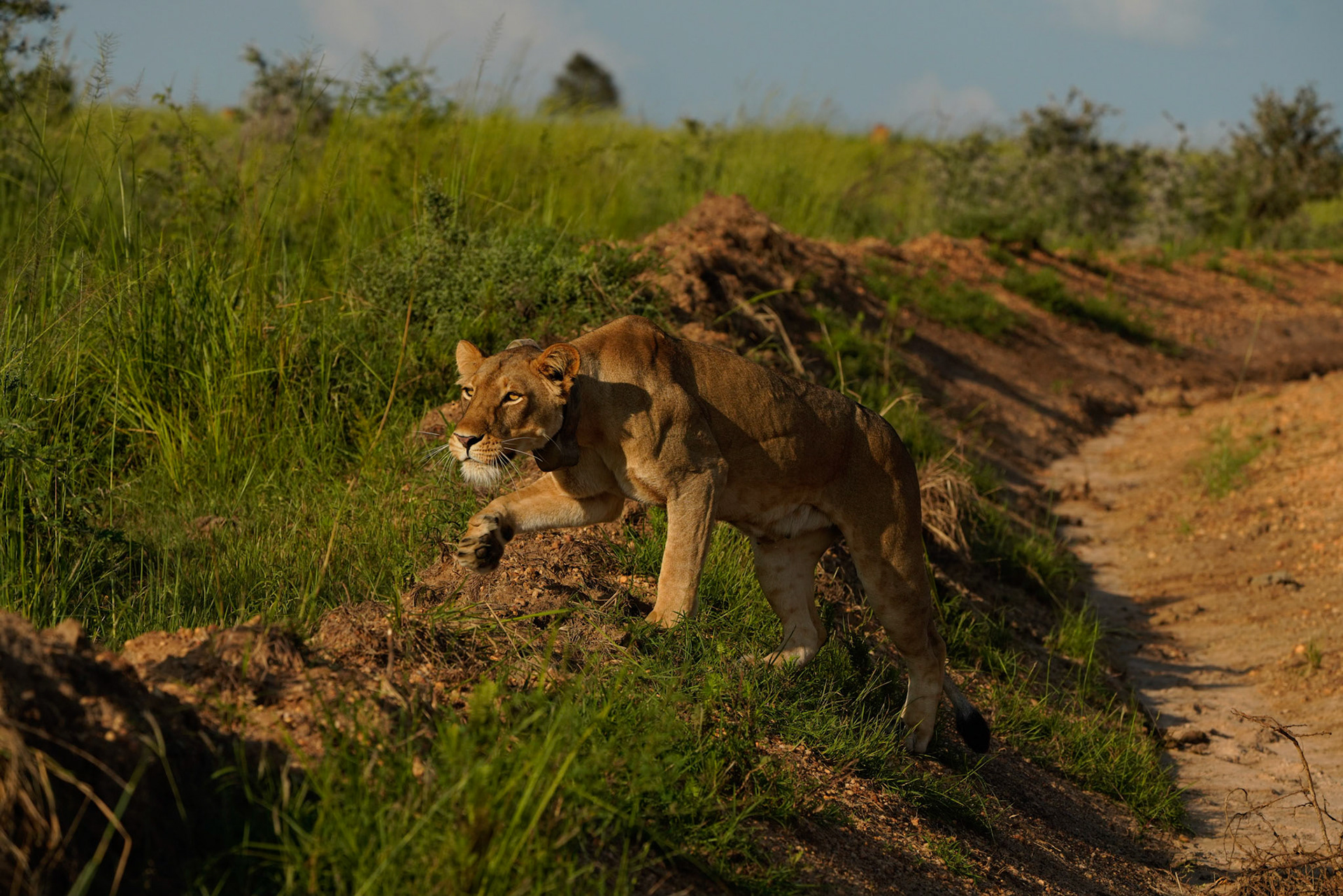 Hunting Lion - Uganda