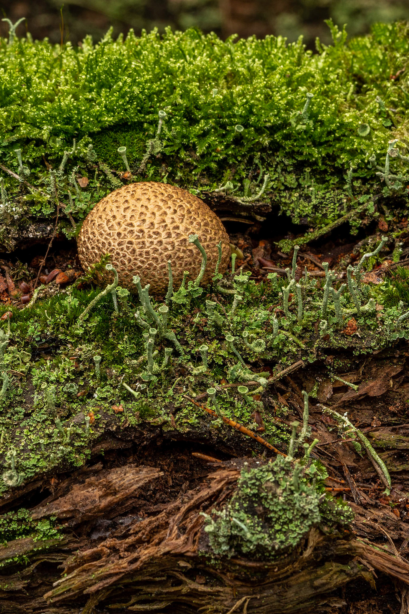Aardappelbovist or Scleroderma