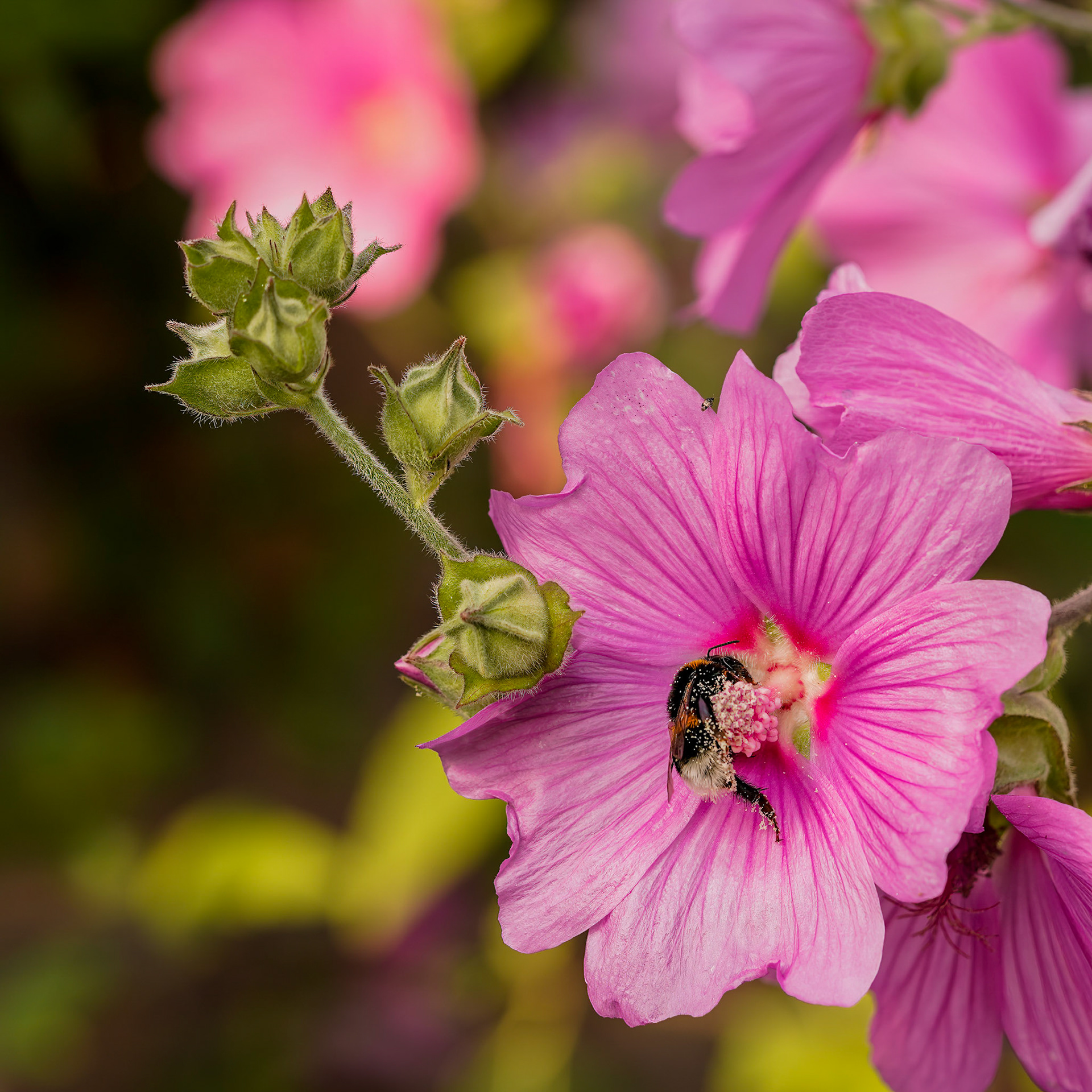 Vijfdelige kaasjeskruid or Malva alcea