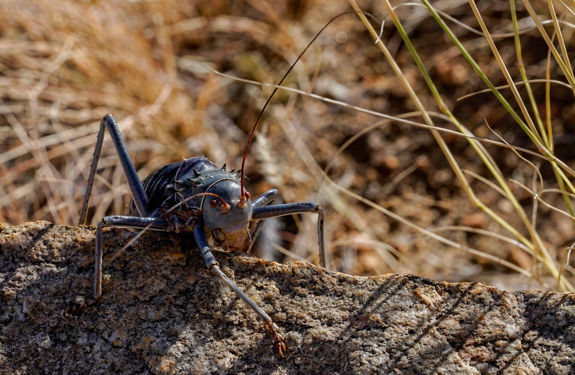 Cricket - Namibië