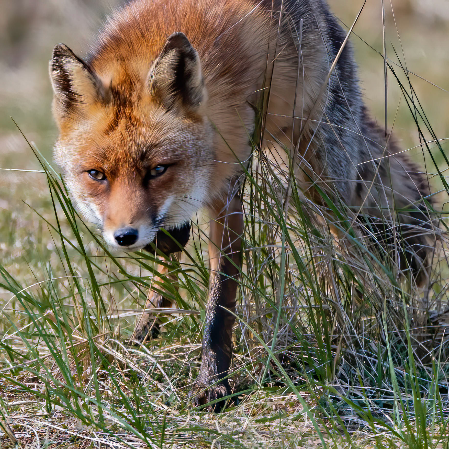 Fox - The Netherlands