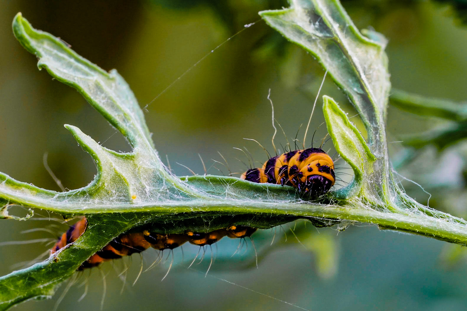 Cinnebar Moth Caterpillar