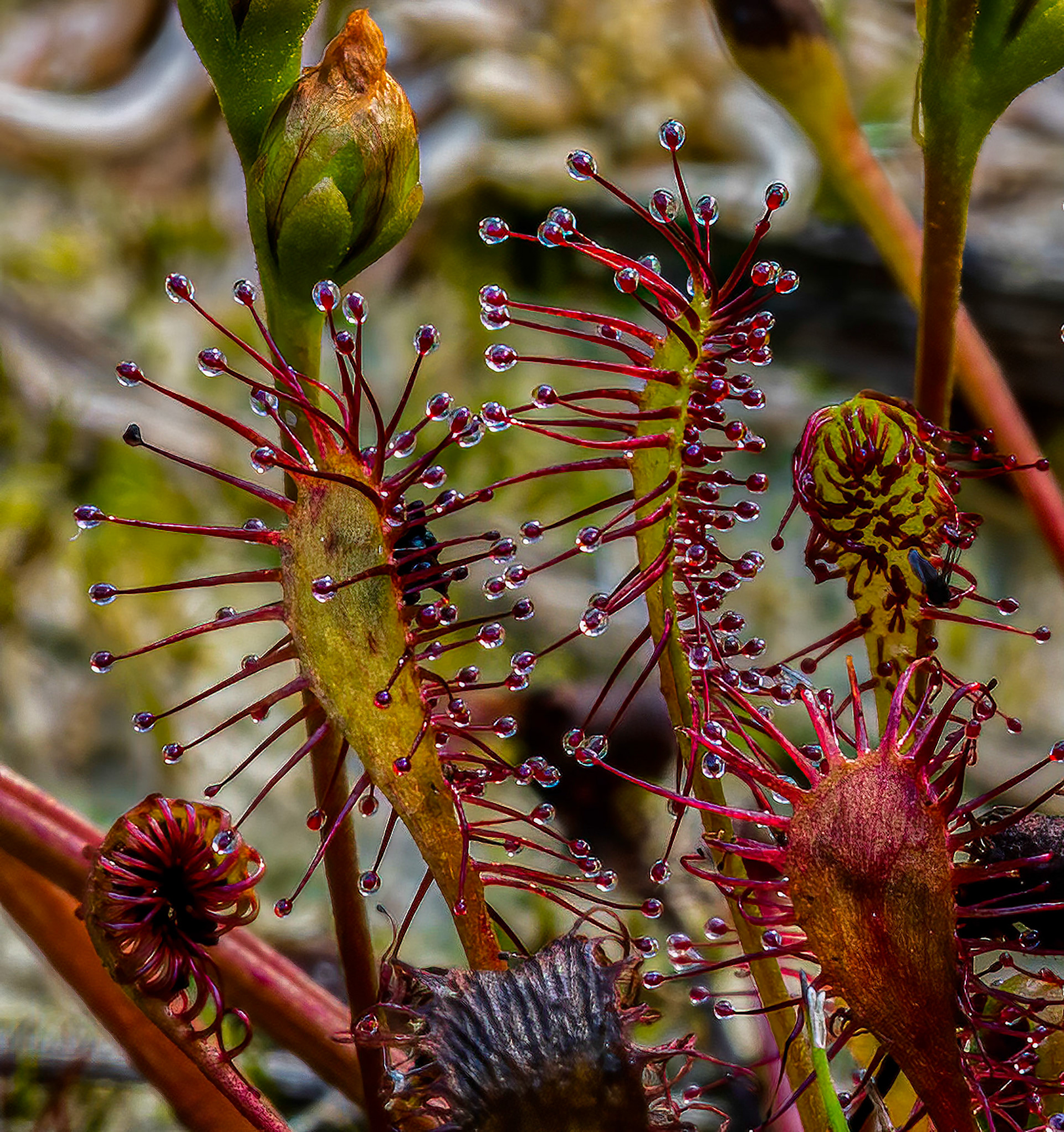 Kleine Zonnedauw or Small Sundew