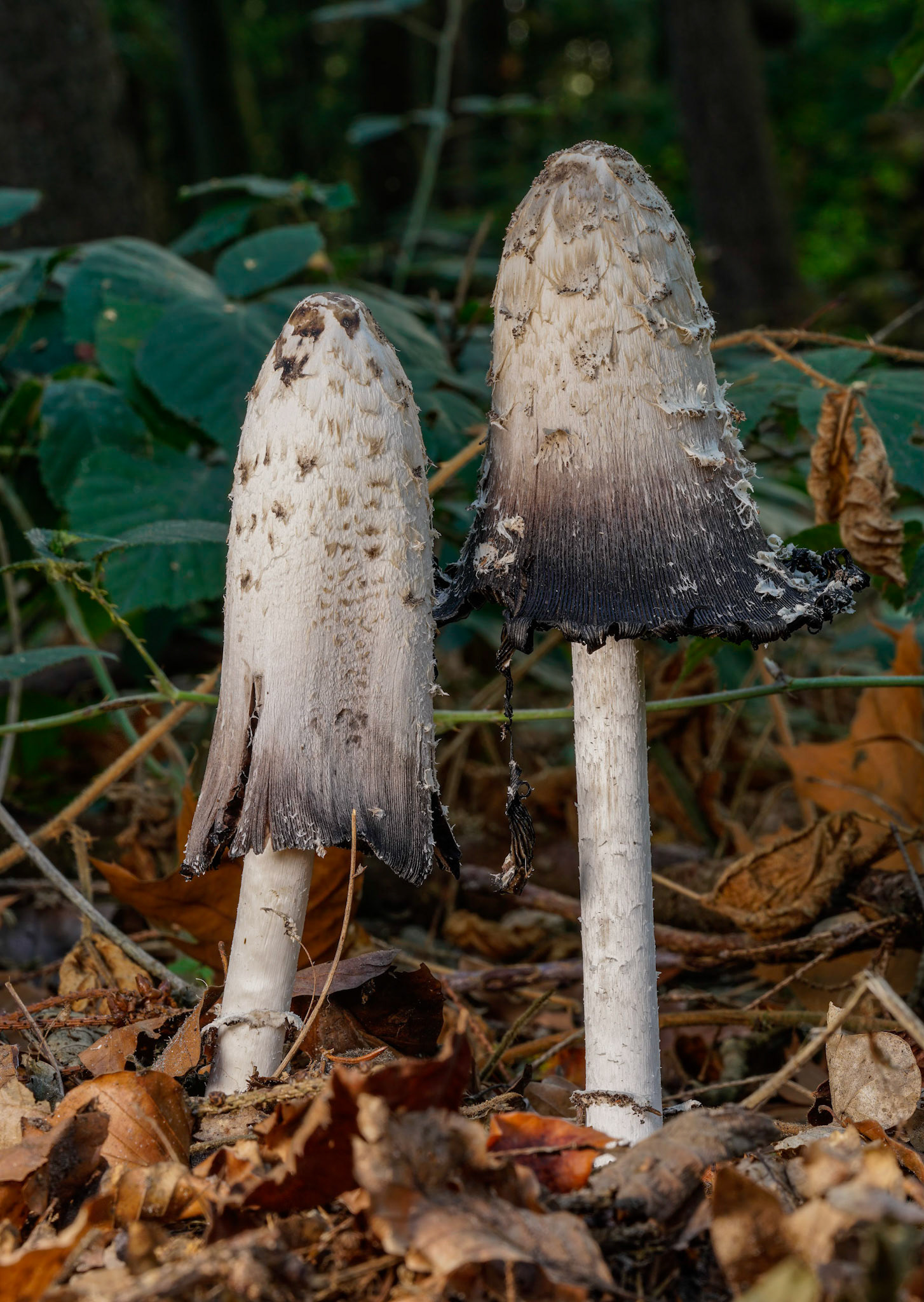 Geschubde Inktzwam or Inkcap