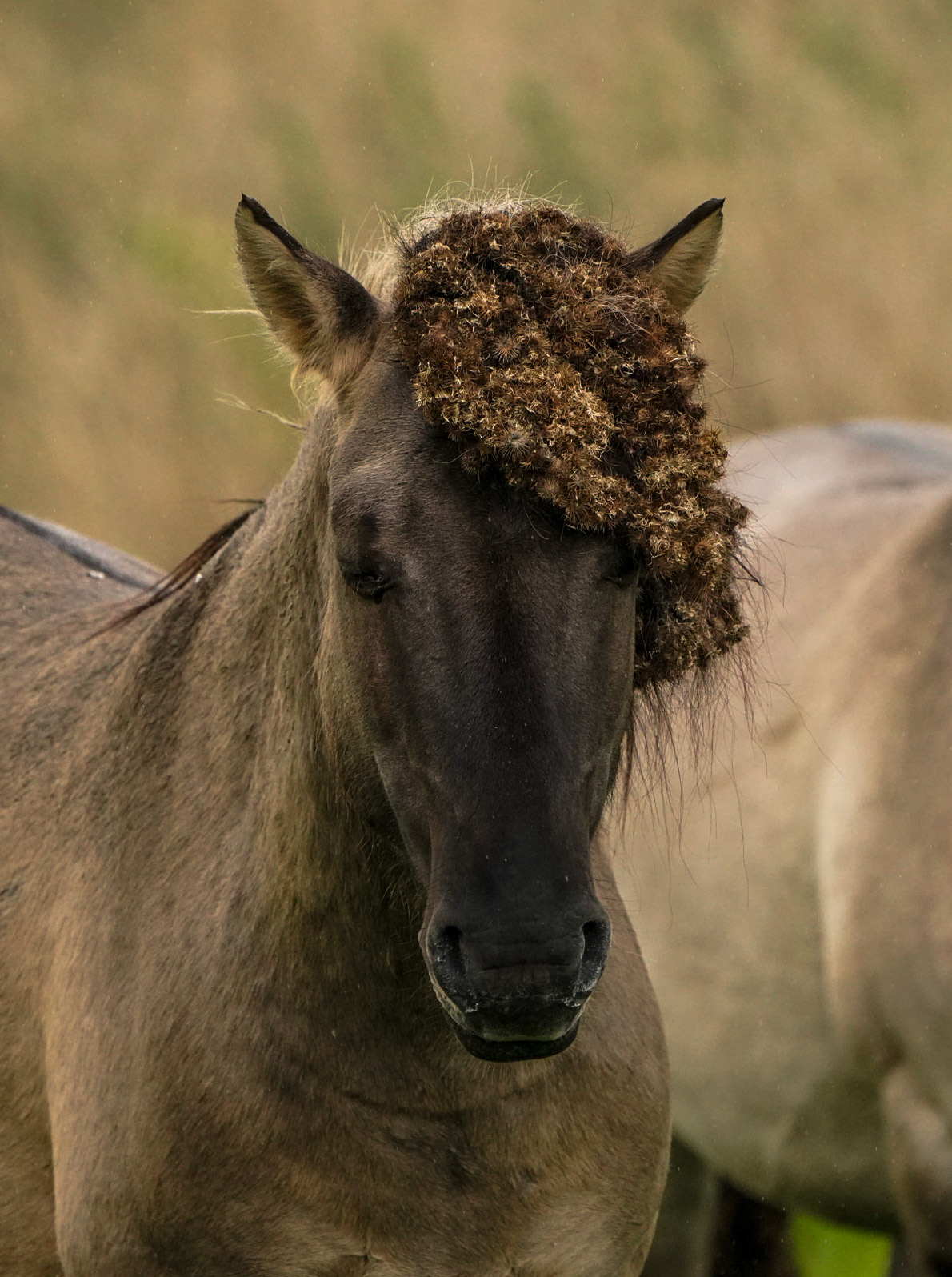 Konikhorse - Oostvaardersplassen - The Netherlands
