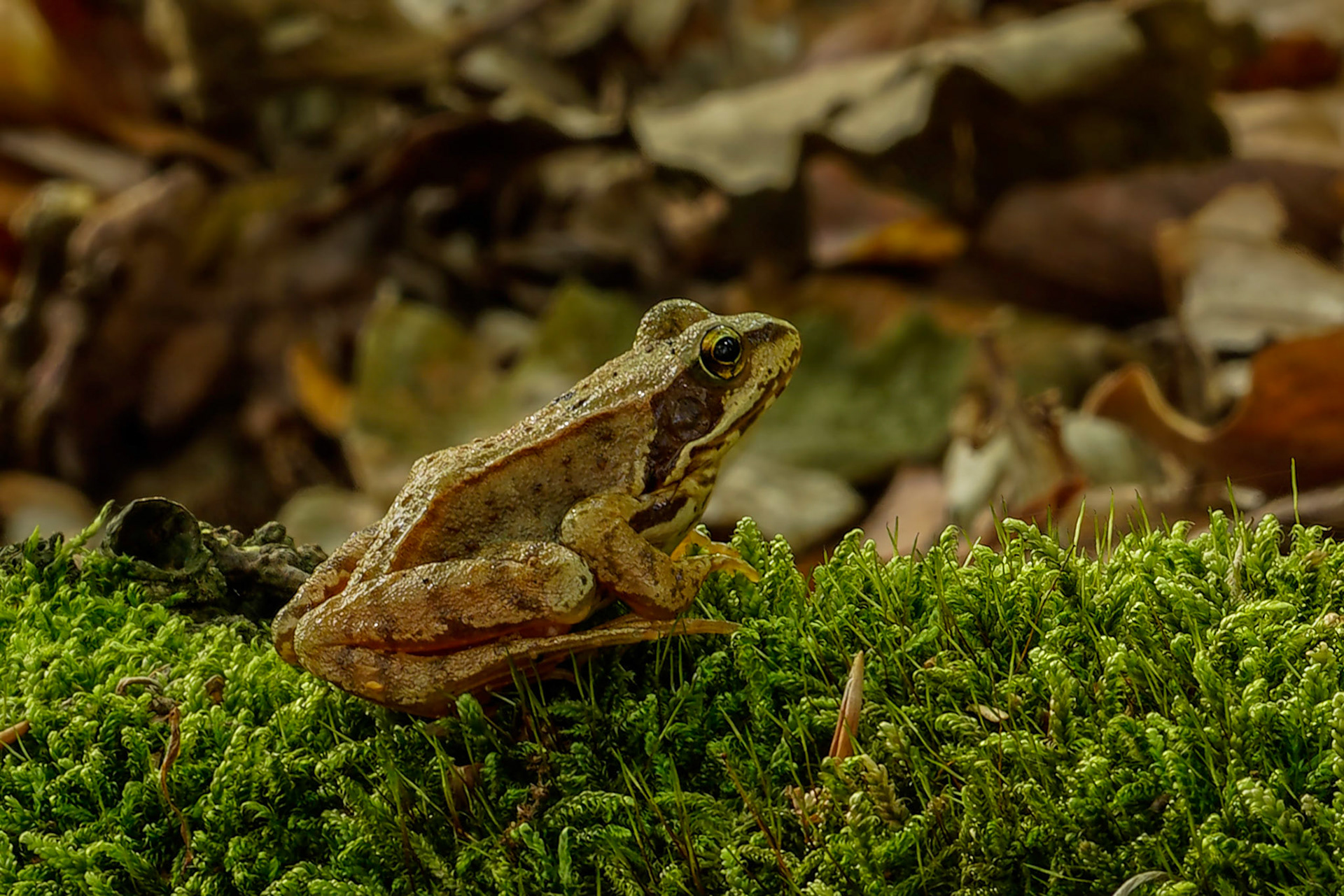 Brown Frog - The Netherlands