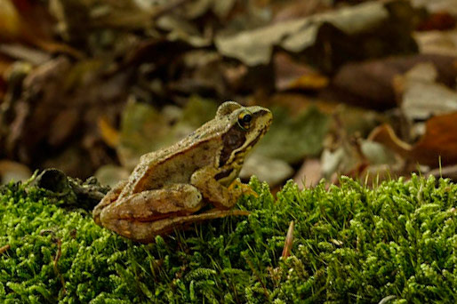 Brow frog