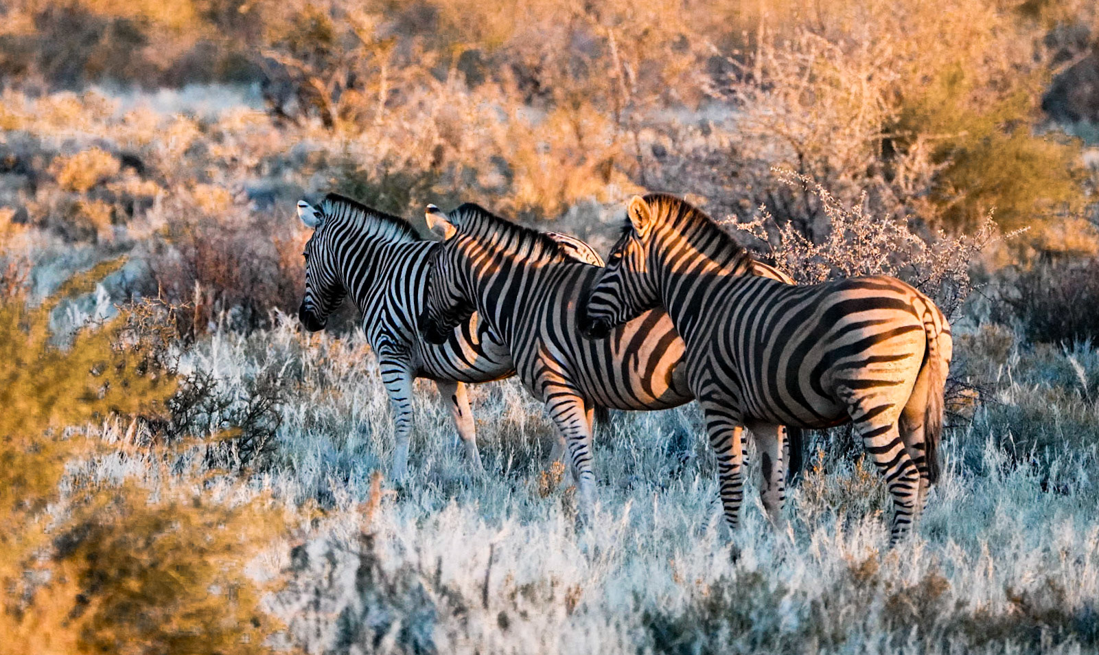 Zebra - Namibië
