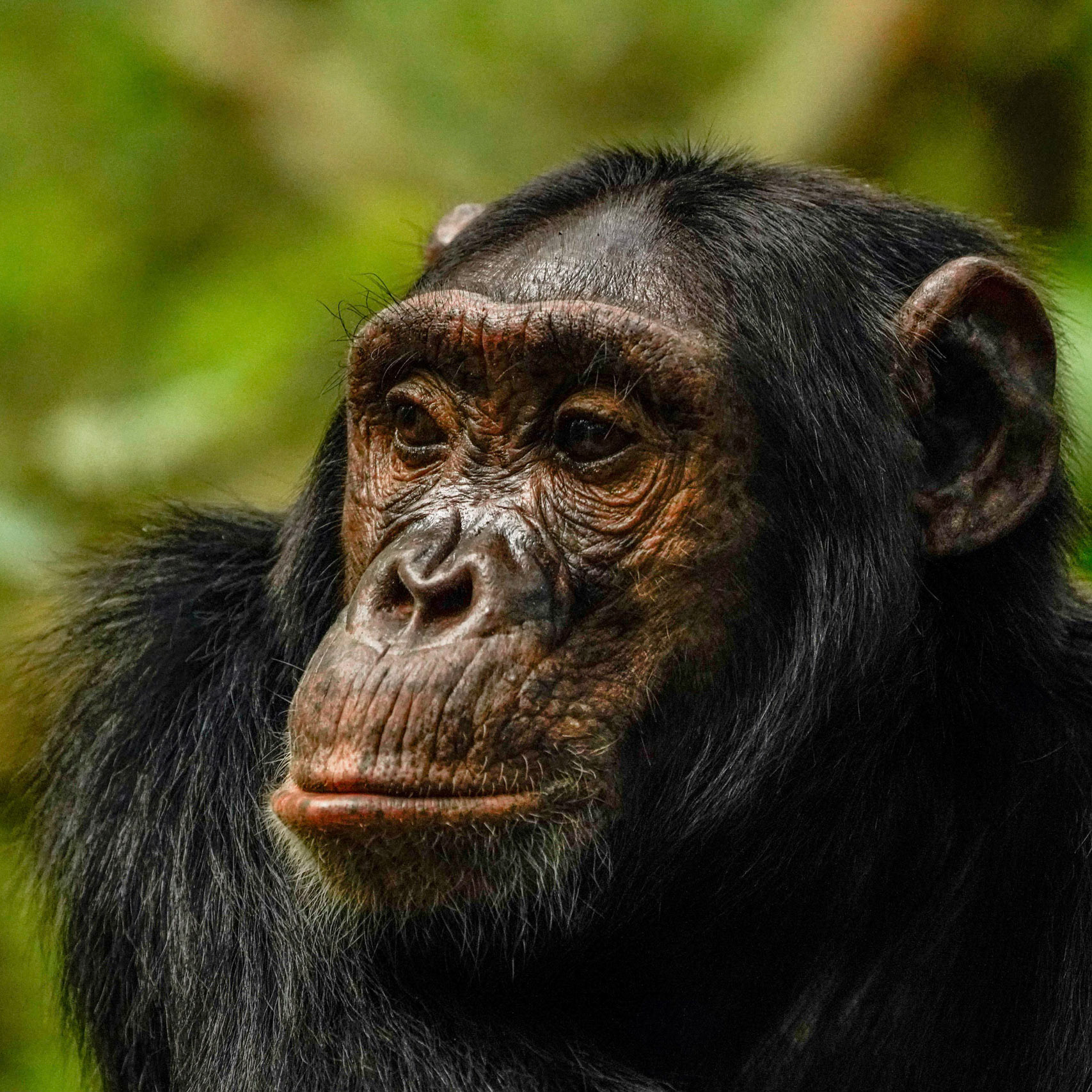 Chimpanzee - Uganda