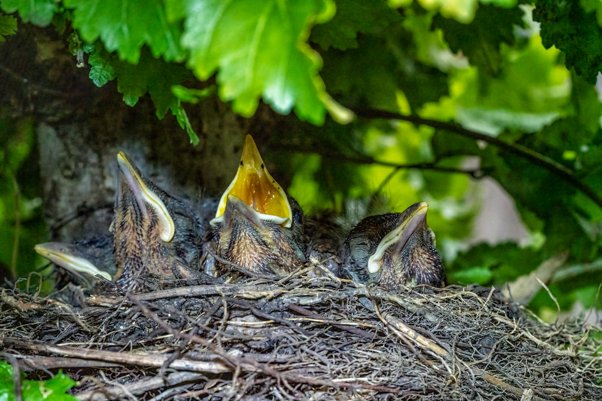 Young Blackbird