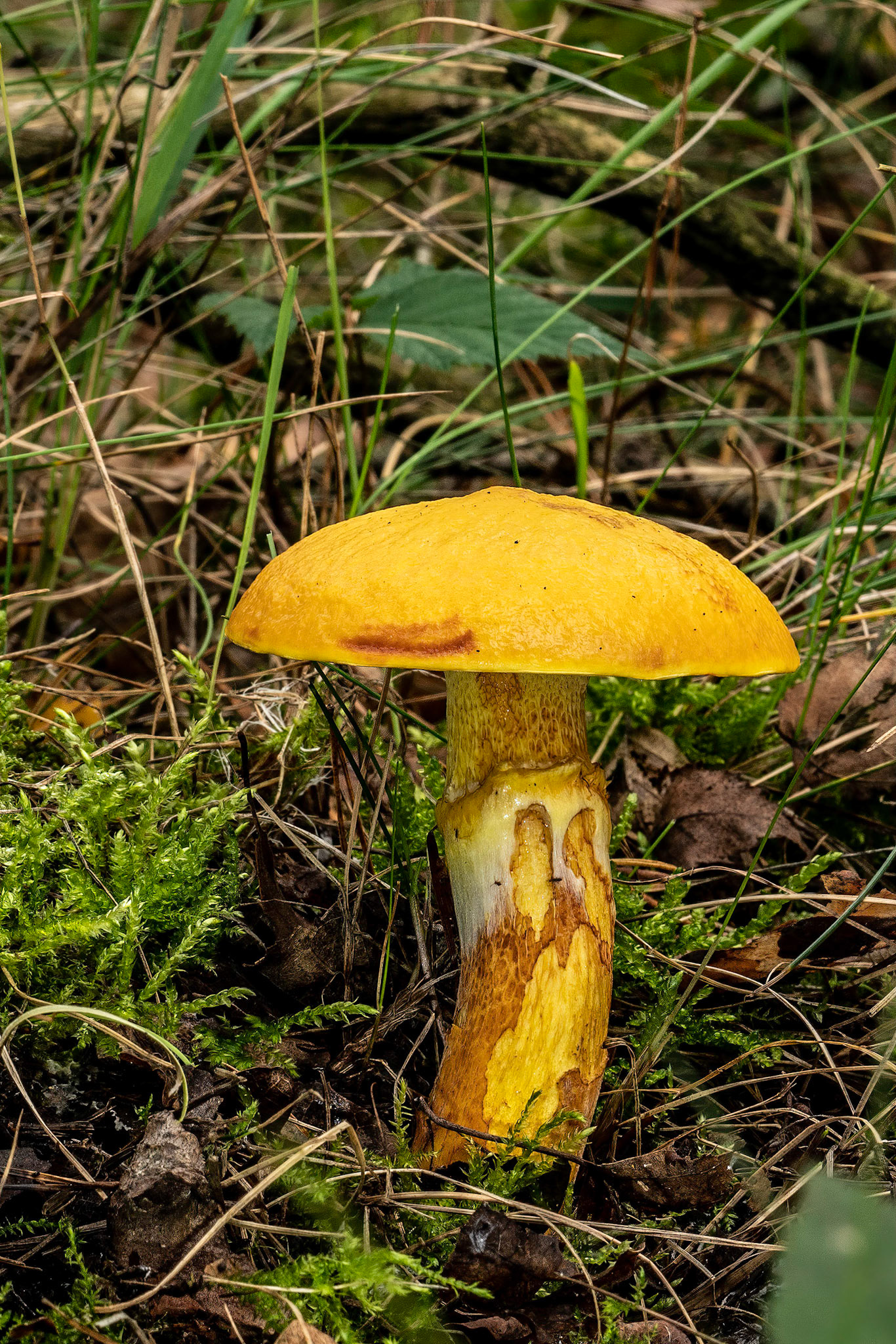 Gele ringboleet or Yellow Ring Bolete