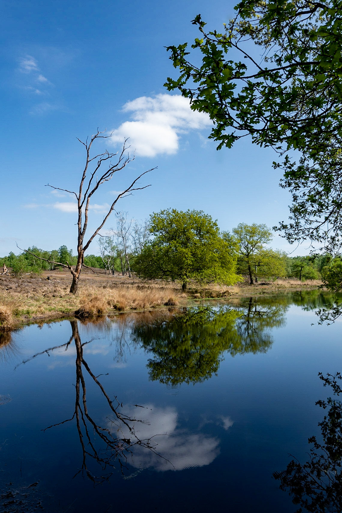 NP Maasduinen - The Netherlands