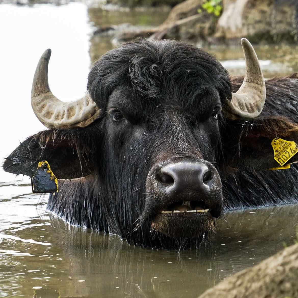 Water buffalo - The Netherlands