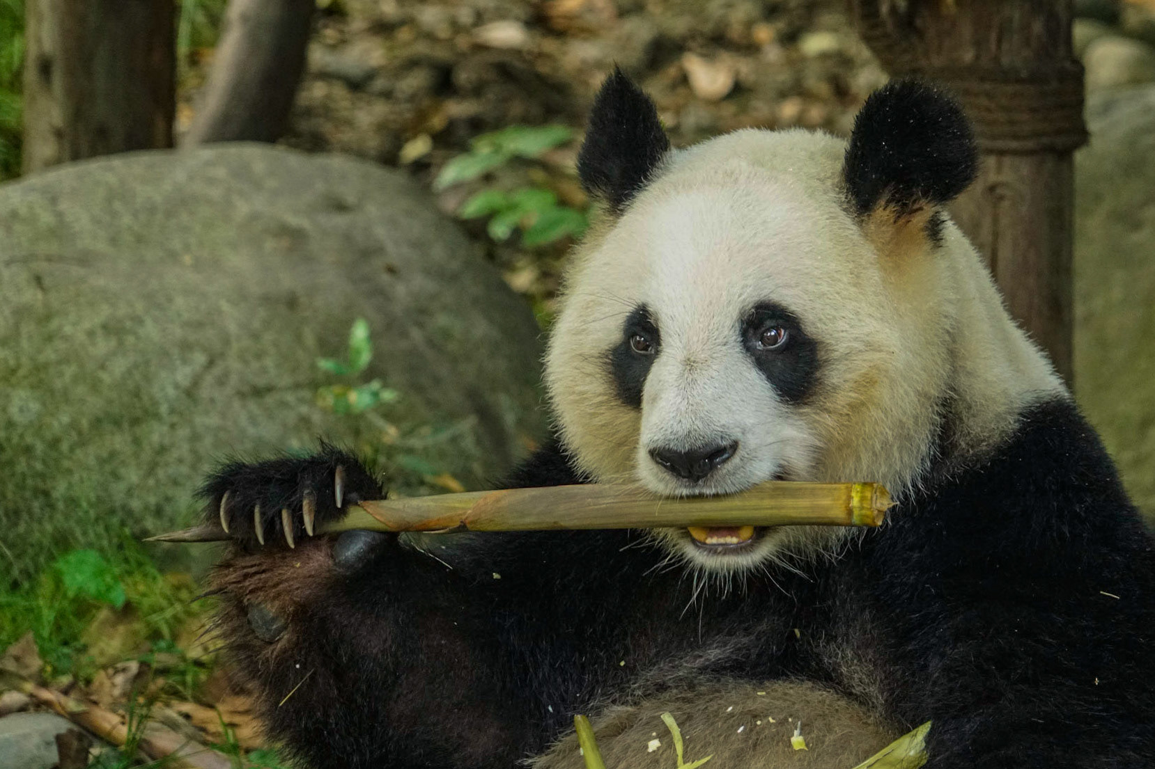 Panda - China
