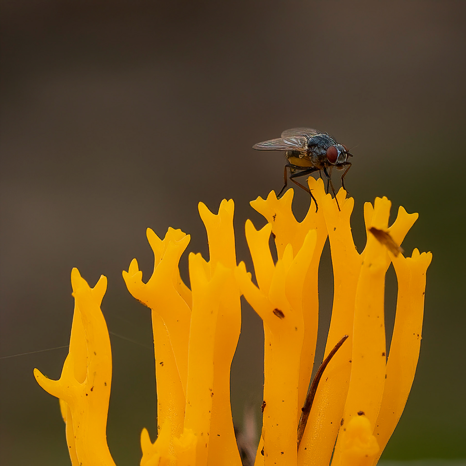 Gele Hertshoornzwam or Yellow stagshorn fungus