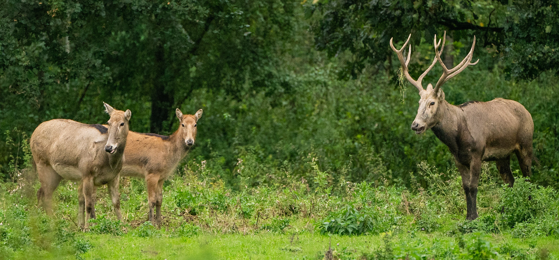 Pater David Deers - The Netherlands