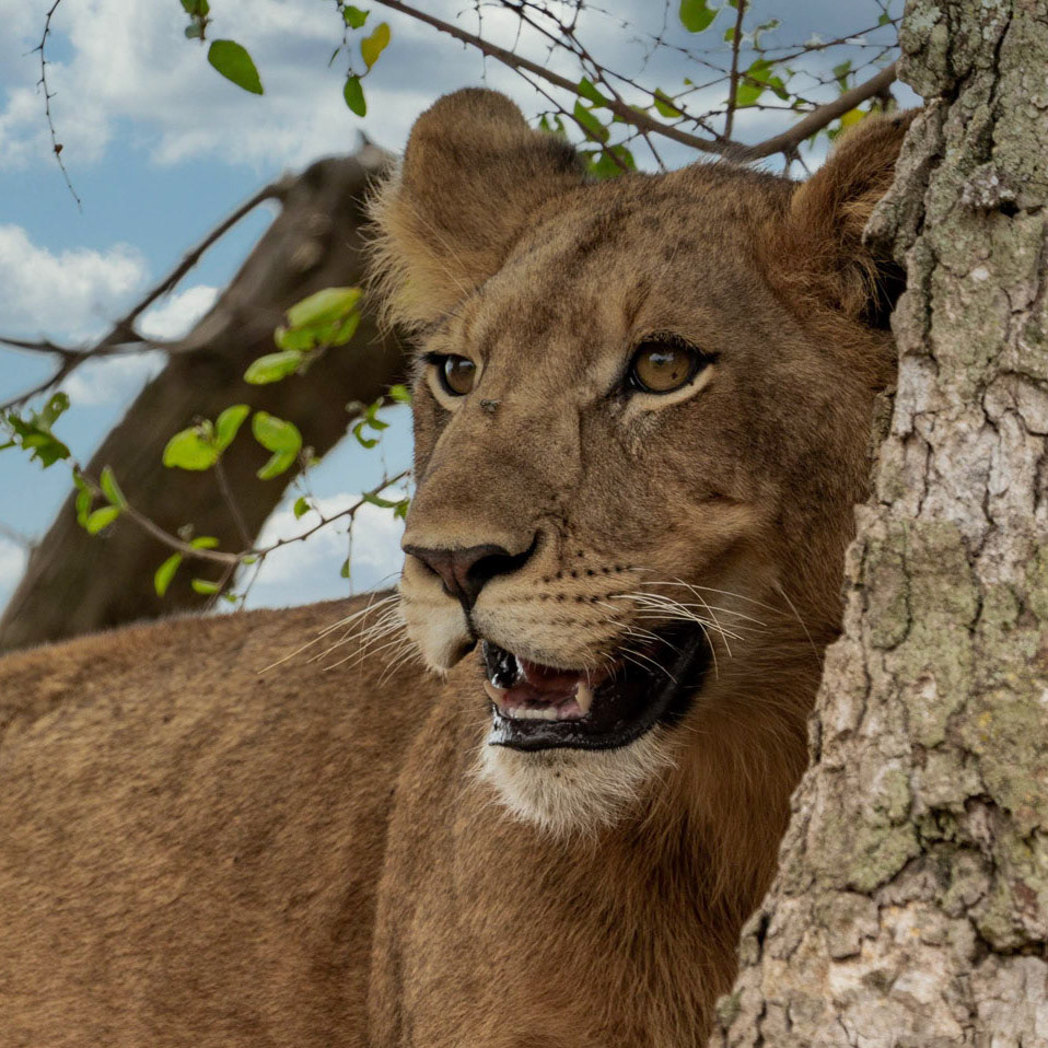 Tree climbing lion - Uganda