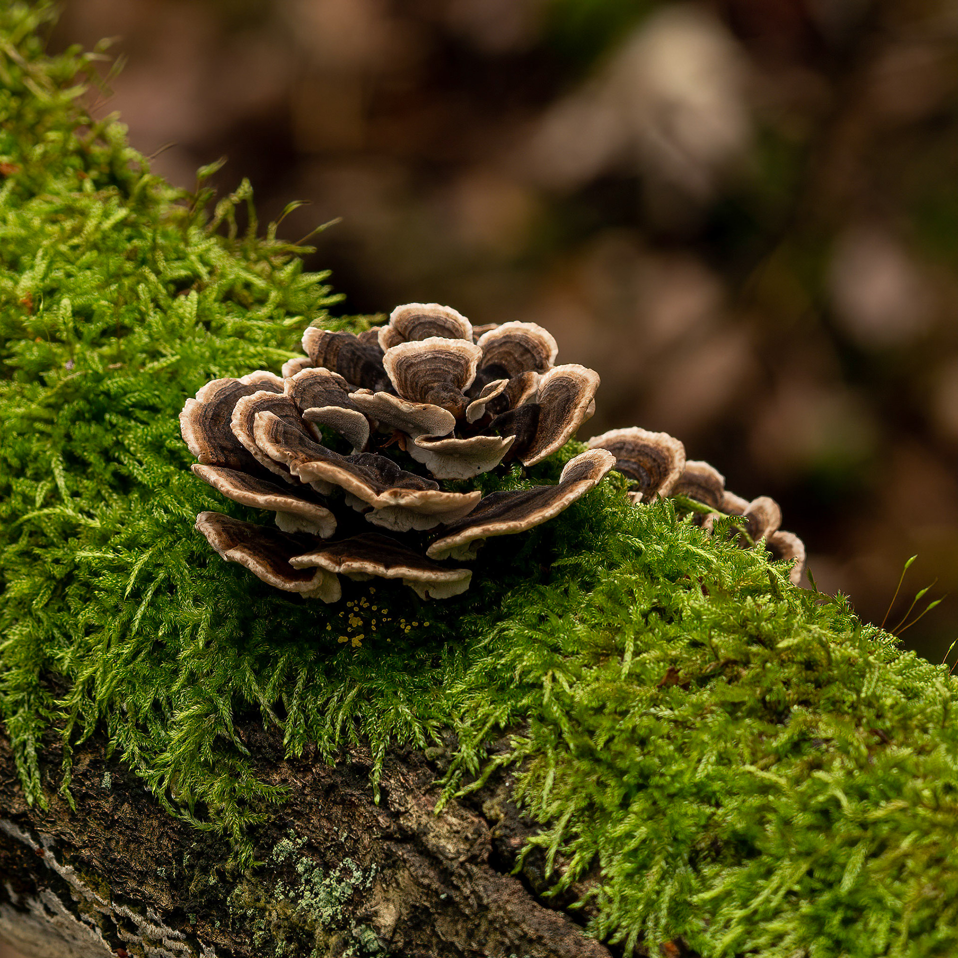 Turkey Tail Fungus or Trametes versicolor