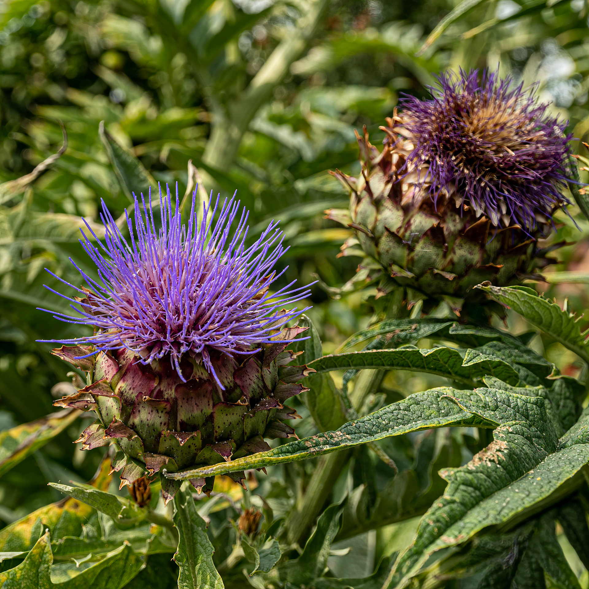 Artichoke