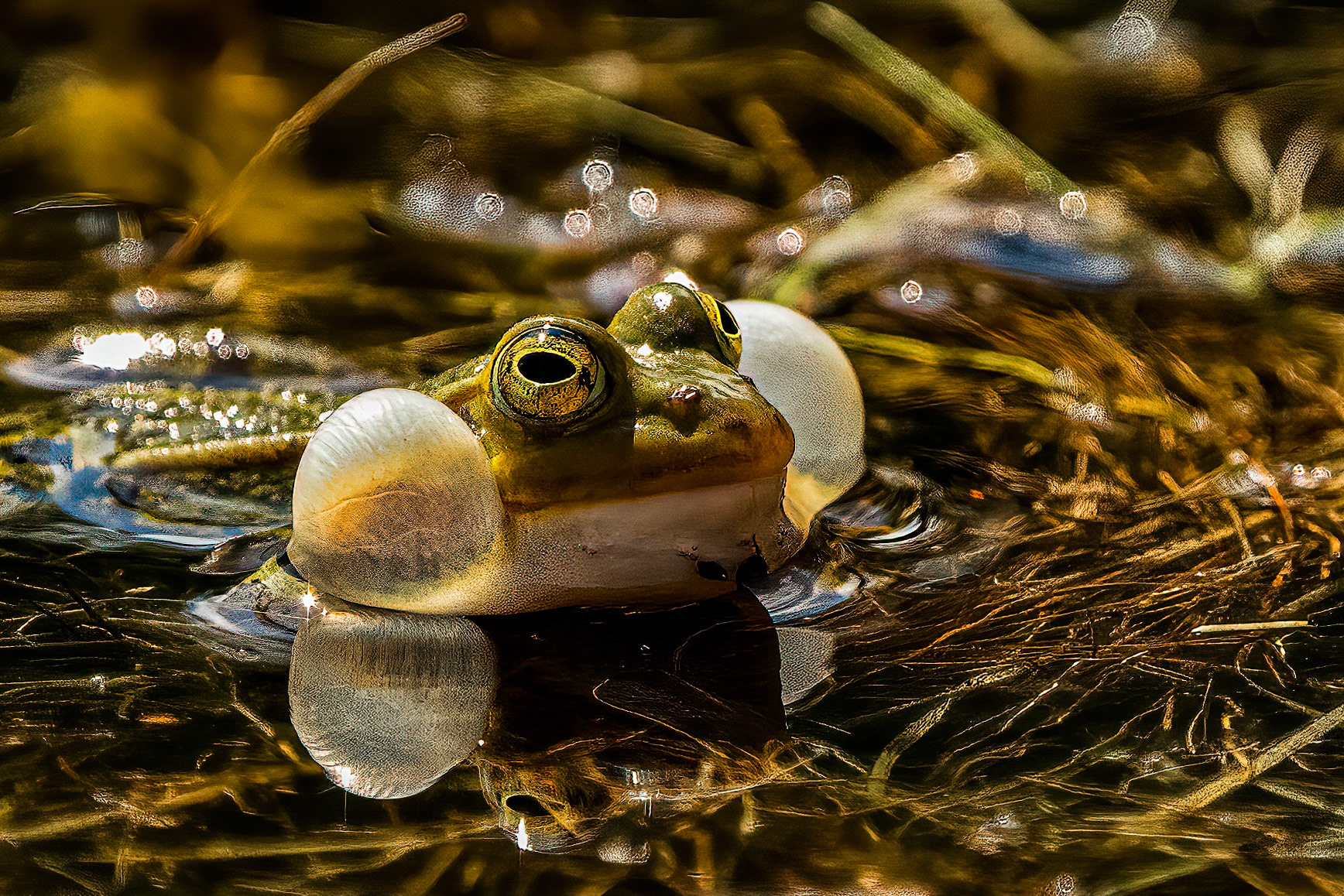 Green Frog