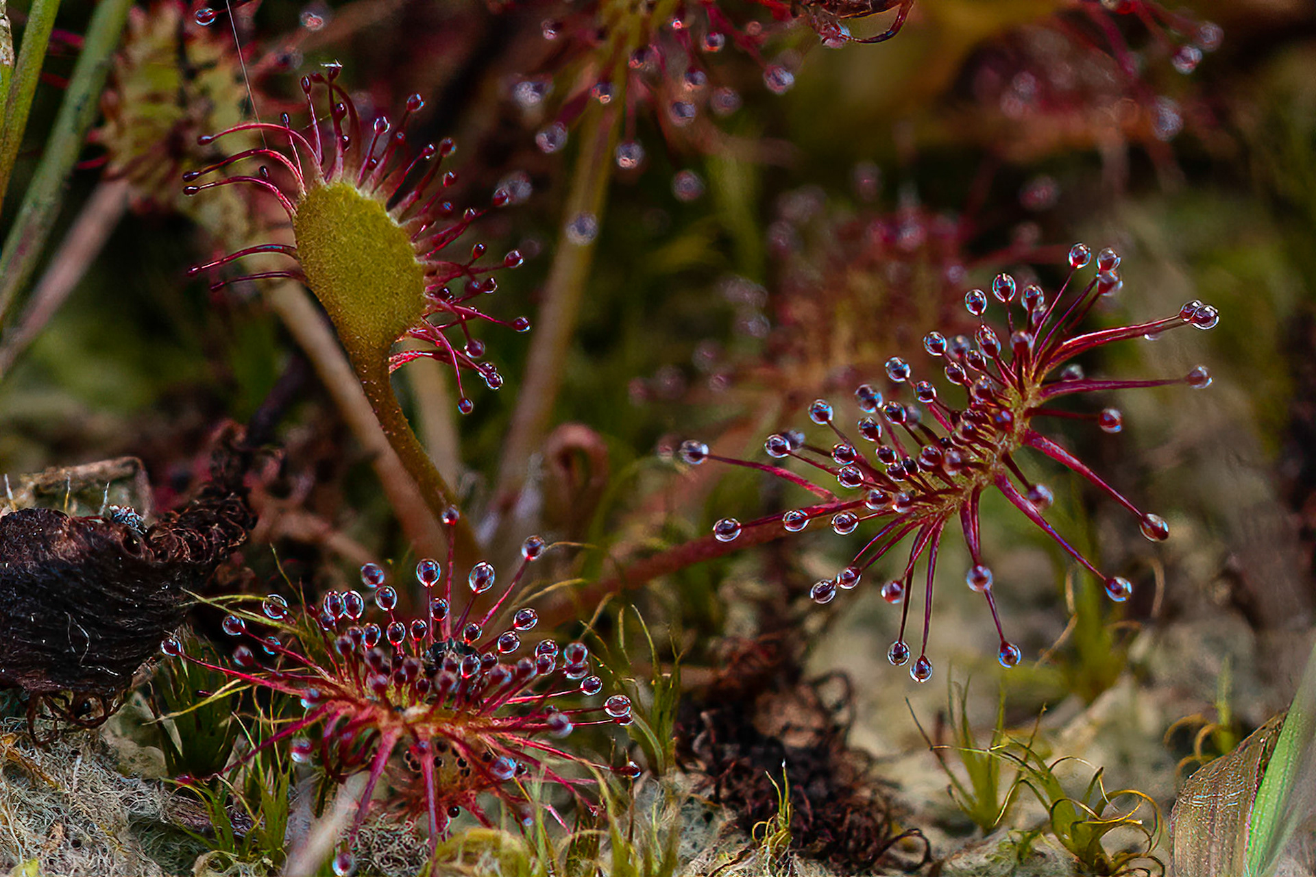 Kleine Zonnedauw or Small Sundew