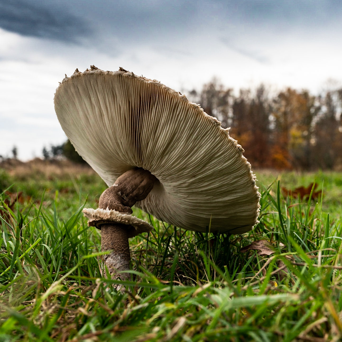 Large Umbrella Mushroom