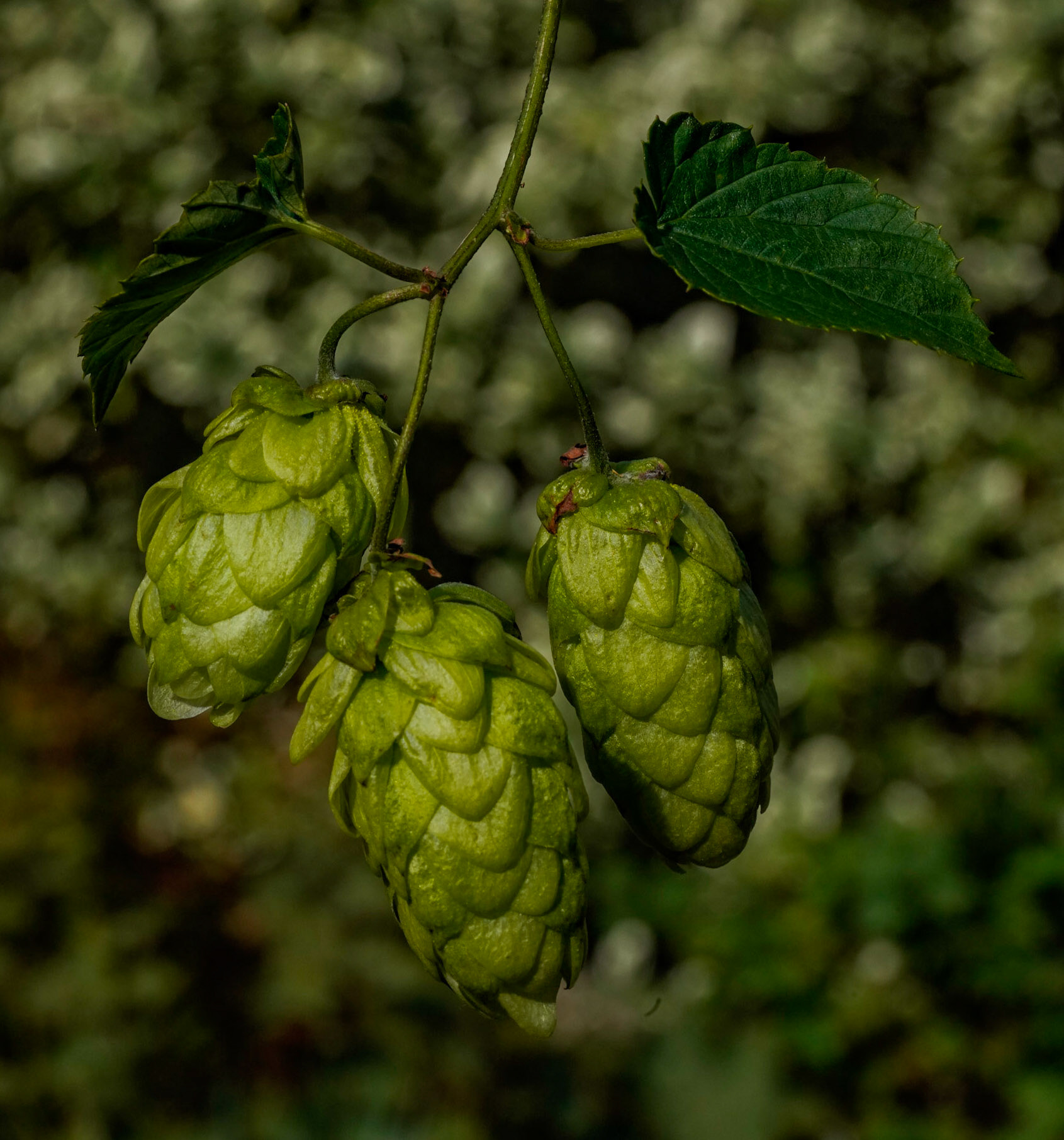 Hop