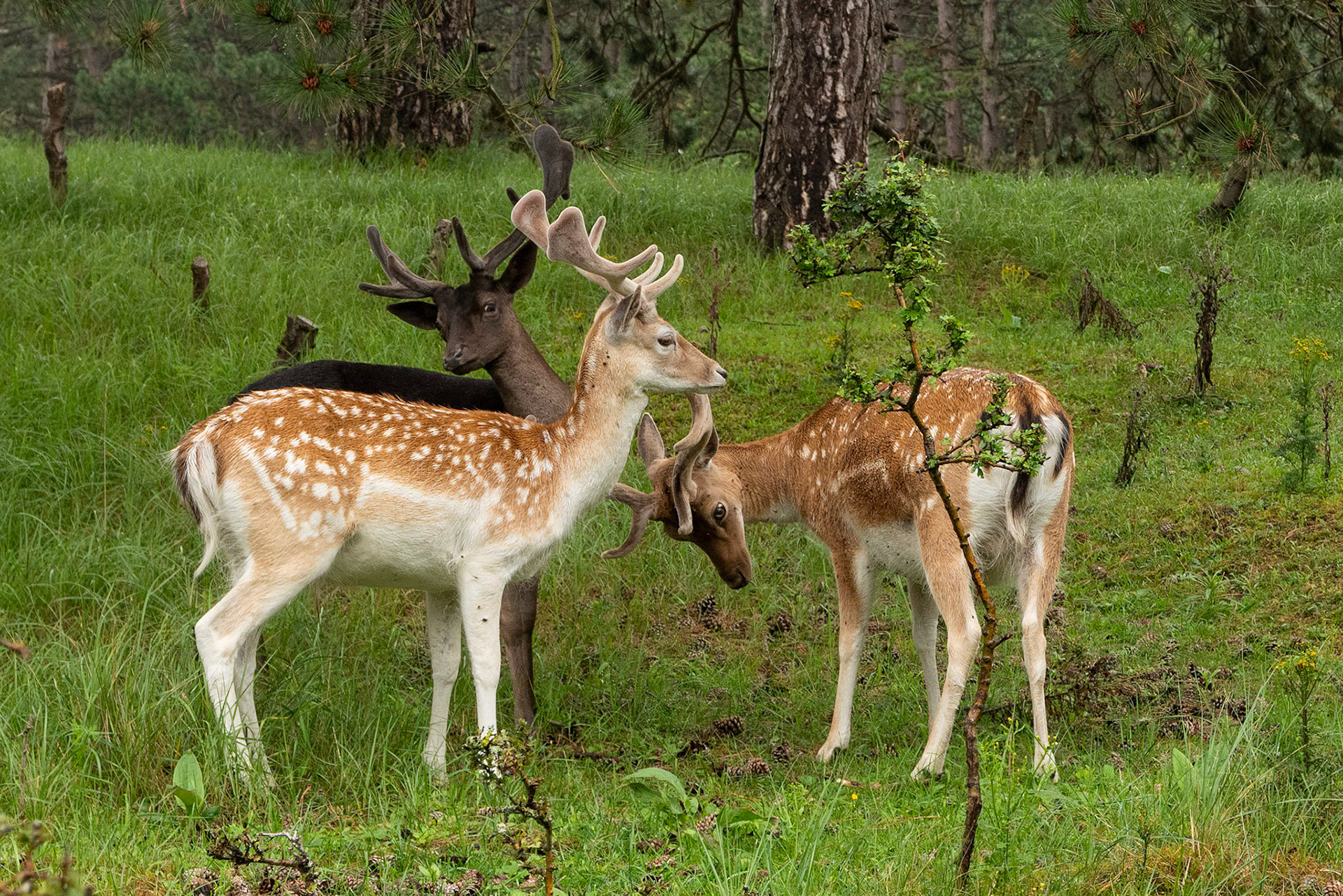 Damdeer - Waterleidingduinen - Zandvoort - The Netherlands