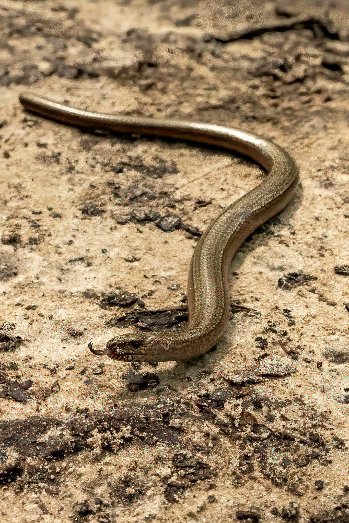 Slow worm