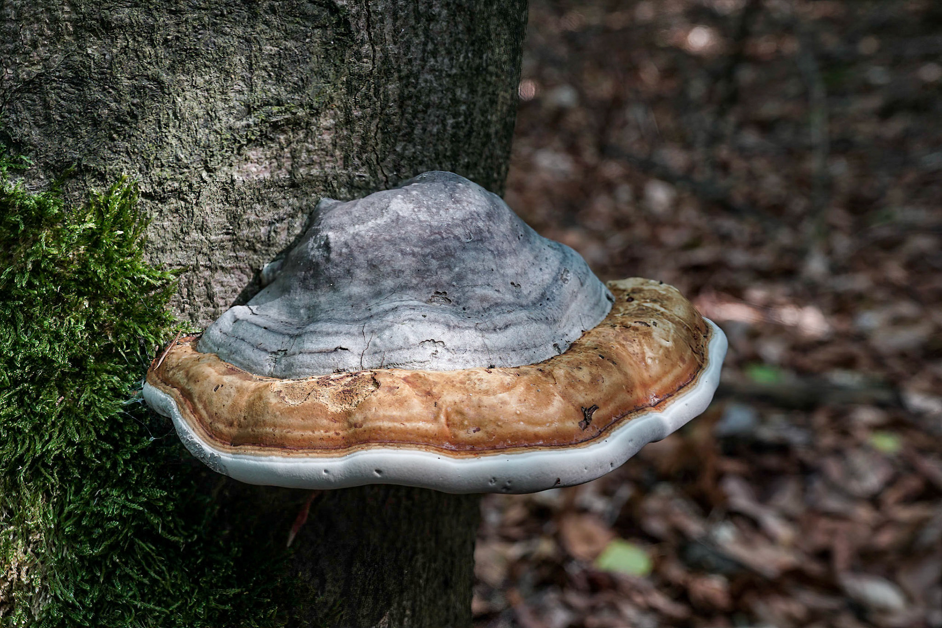 Echte tonderzwam or Real Tinder Fungus