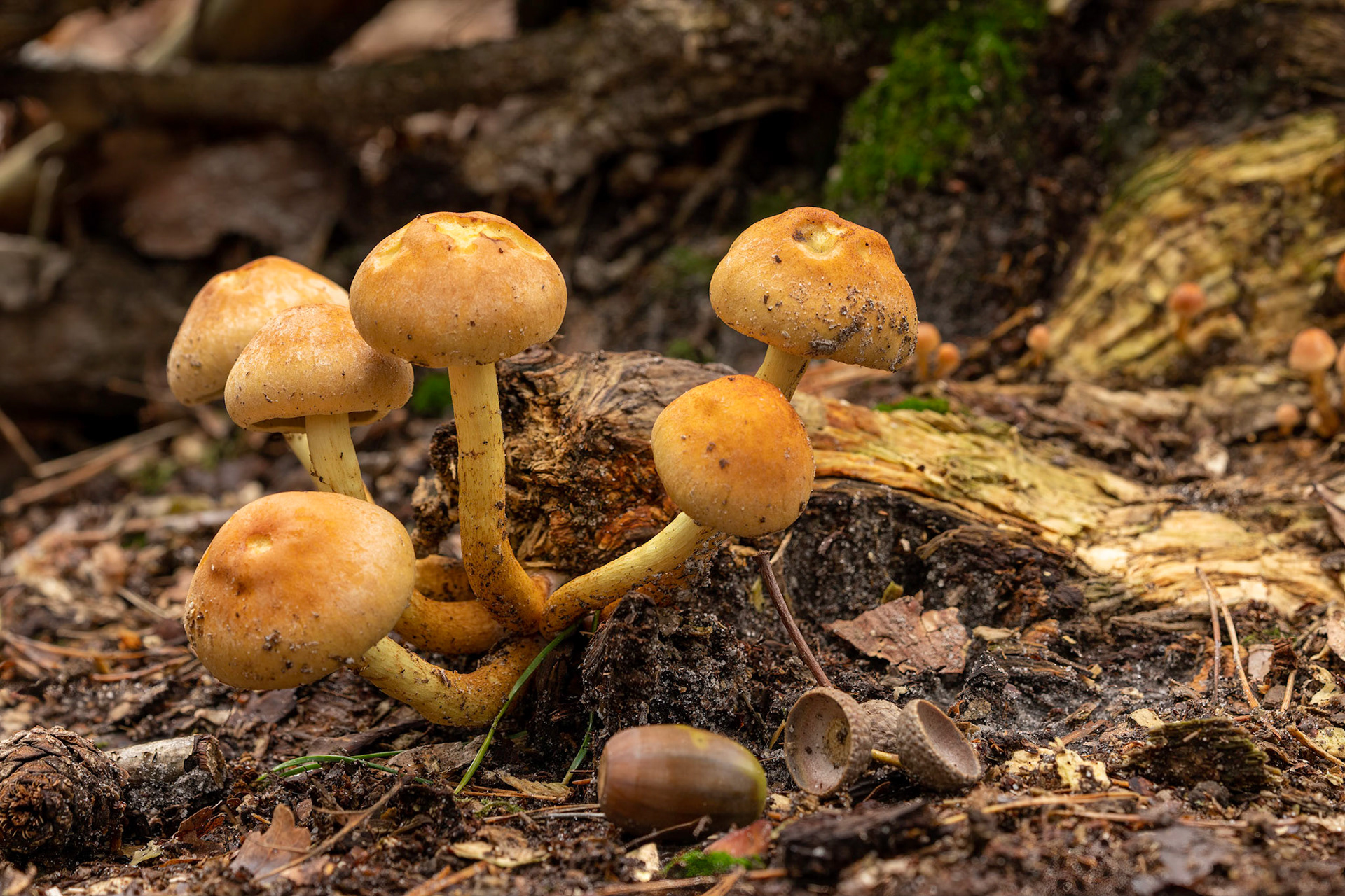 Gele ringboleet or Suillus Grevillei
