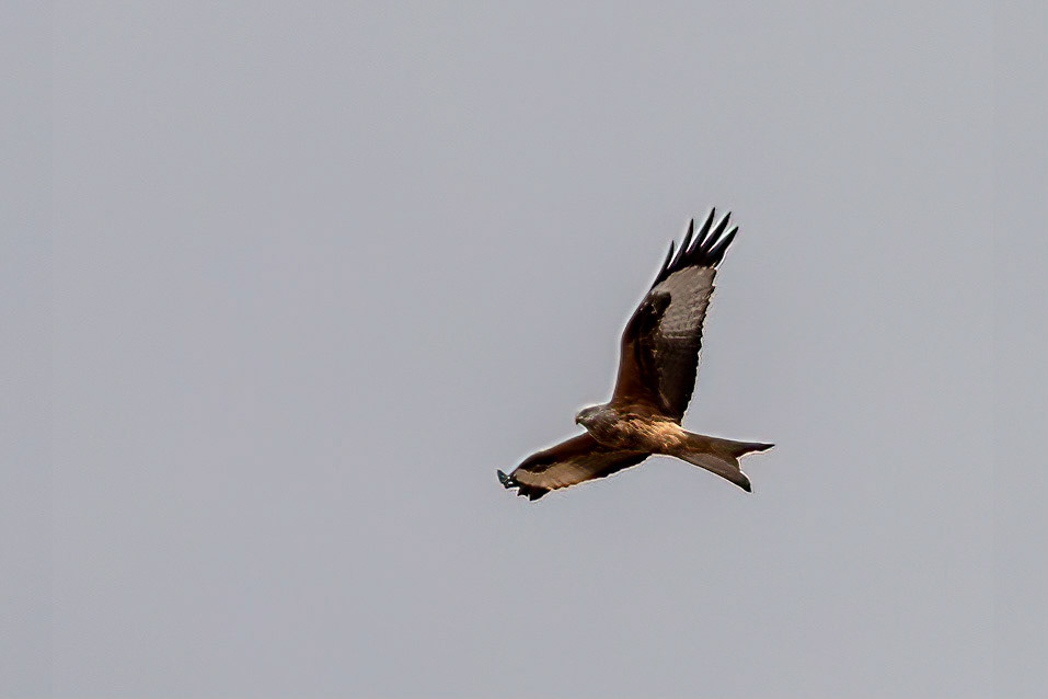 Rode Wouw or Red Kite