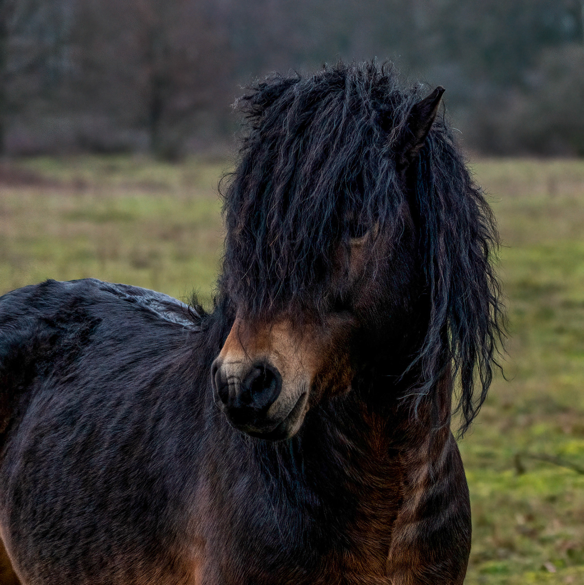 Exmoorpony - Maashorst - The Netherlands
