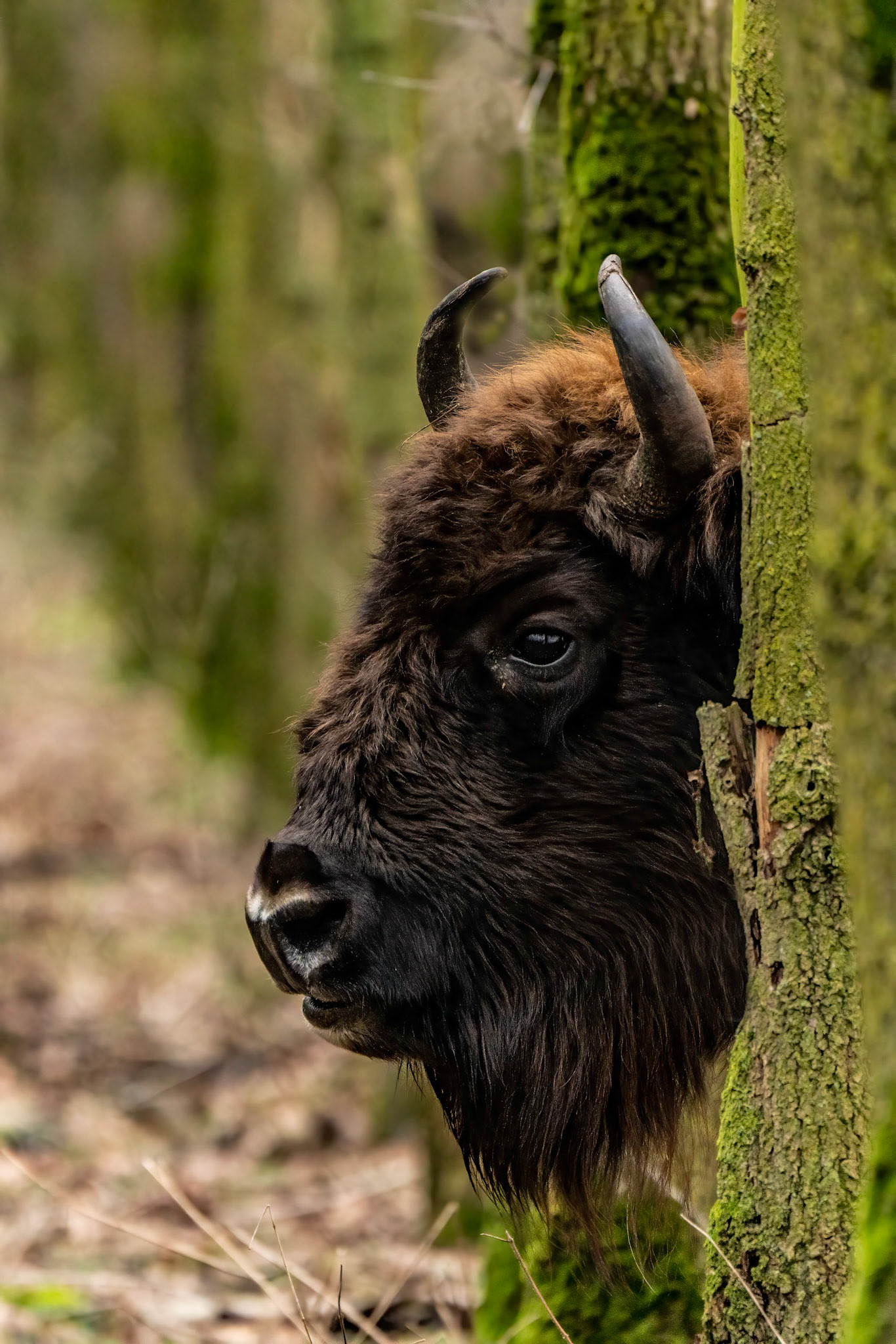 Wisent - Maashorst - The Netherlands