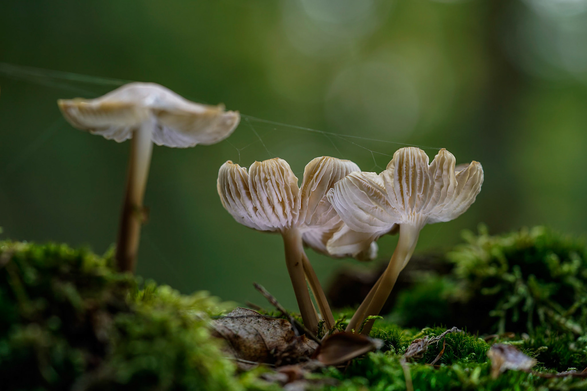 Mushroom Yellow-white Russula