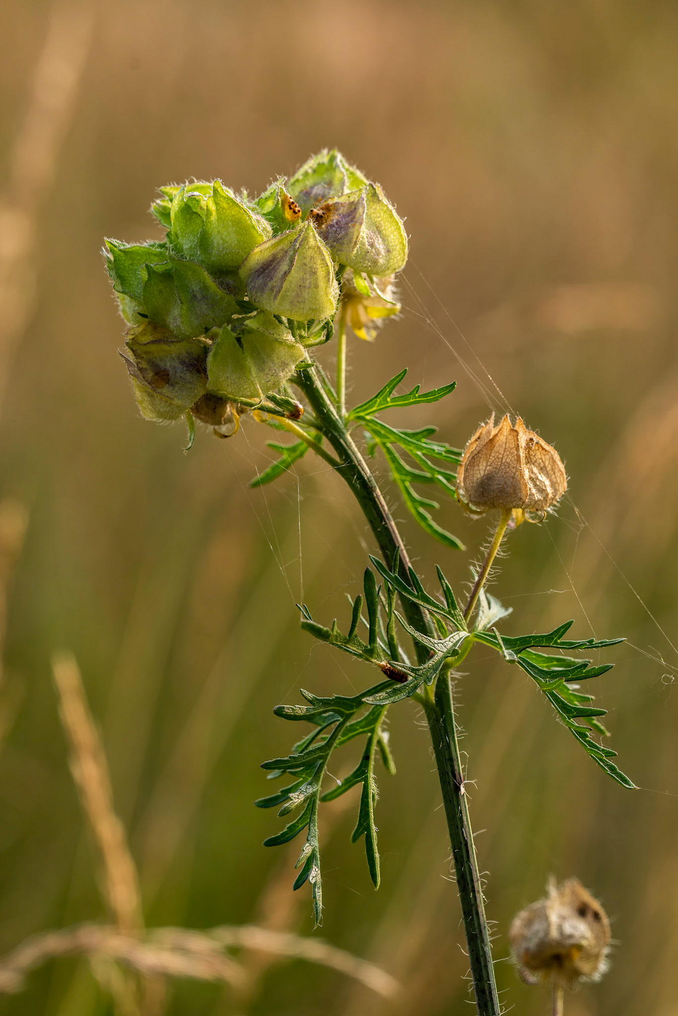 Muskuskaasjeskruid or Musk Mallow