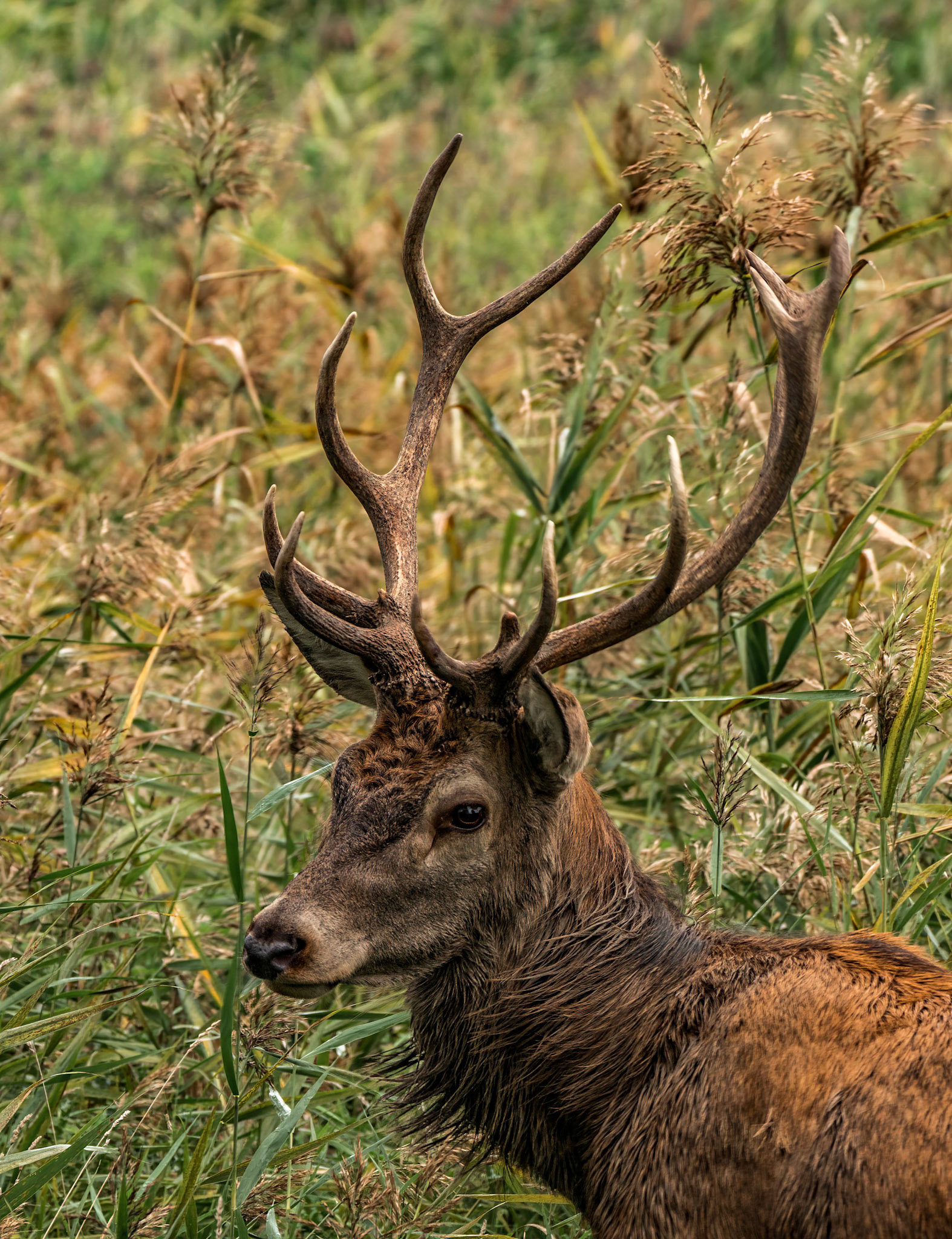 Red deer / Edelhert - The Netherlands