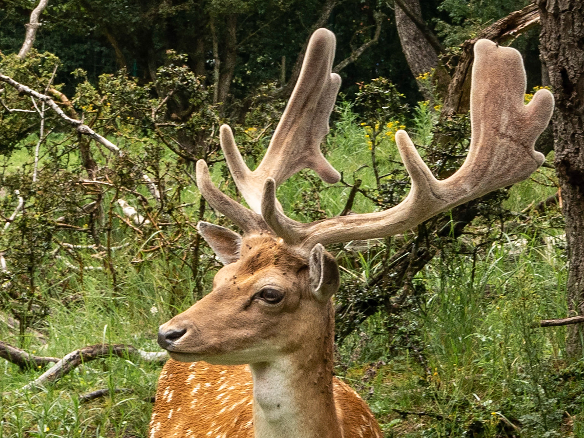 Damdeer - Waterleidingduinen - Zandvoort - The Netherlands