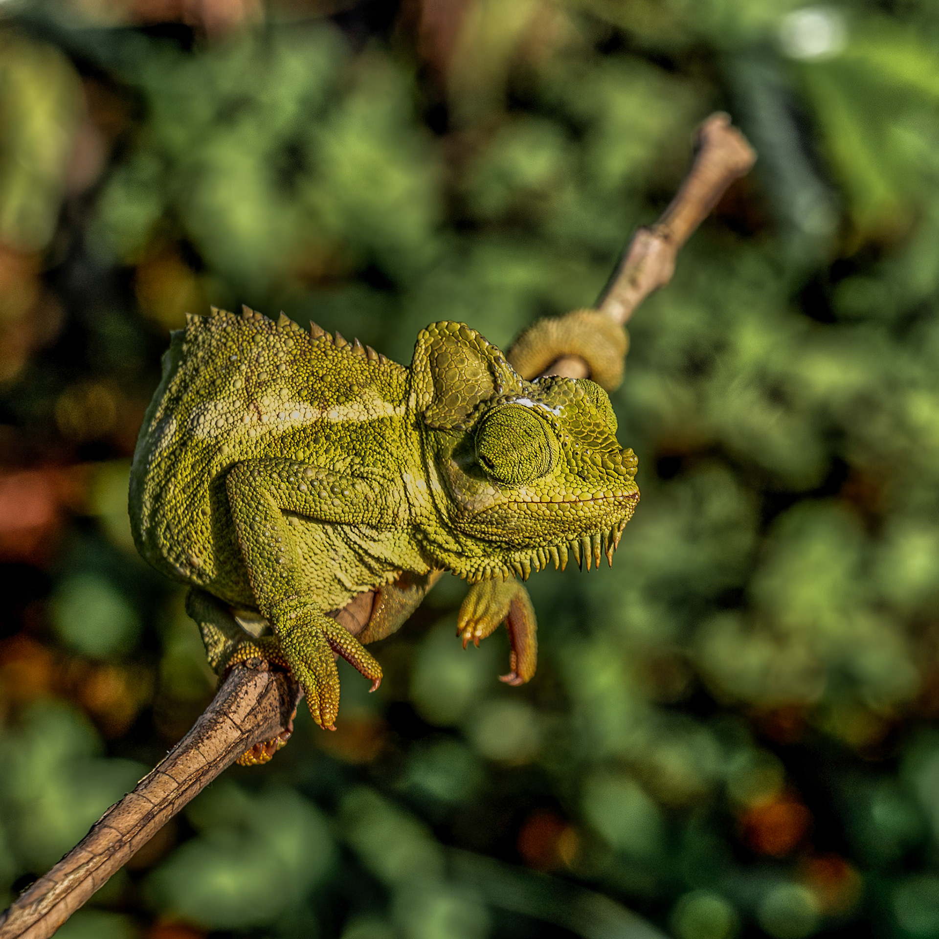 Chameleon - Uganda