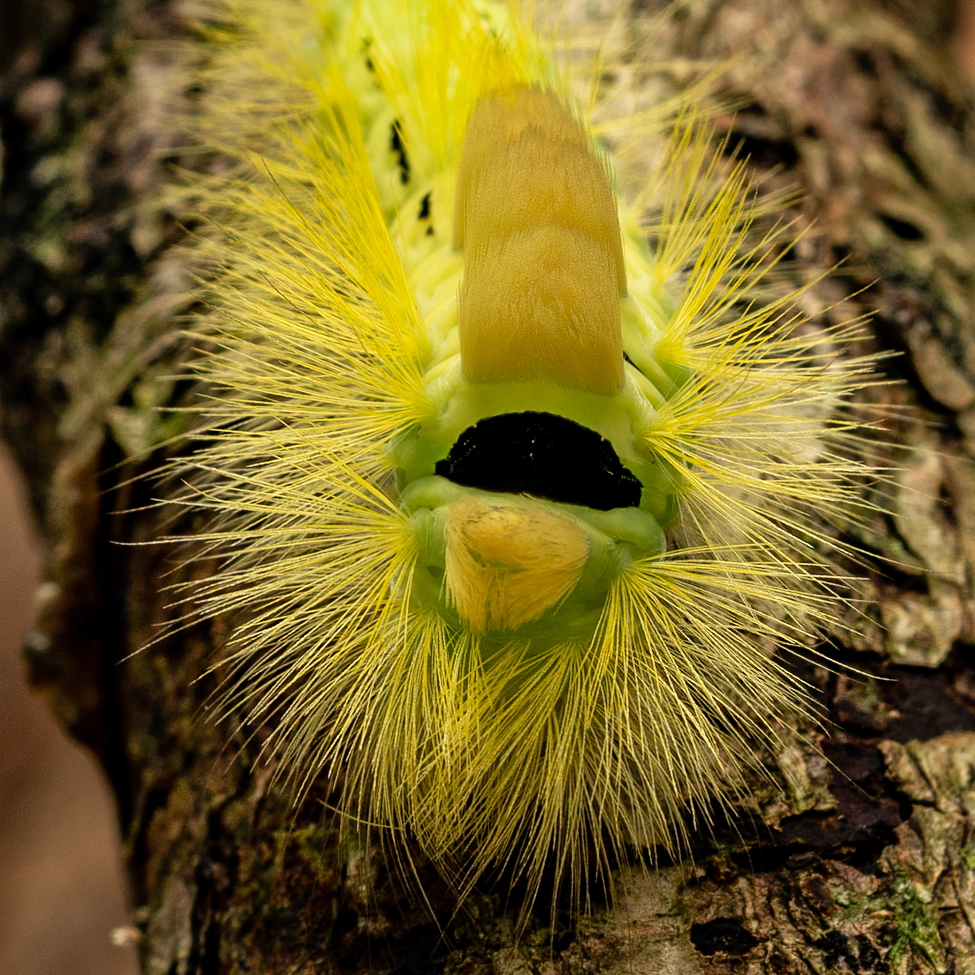 Meriansborstel or Pale Tussock Moth