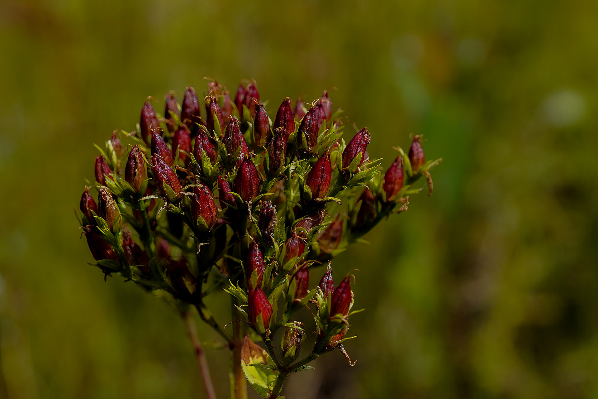 Gevleugeld hertshooi or Hypericum tetrapterum