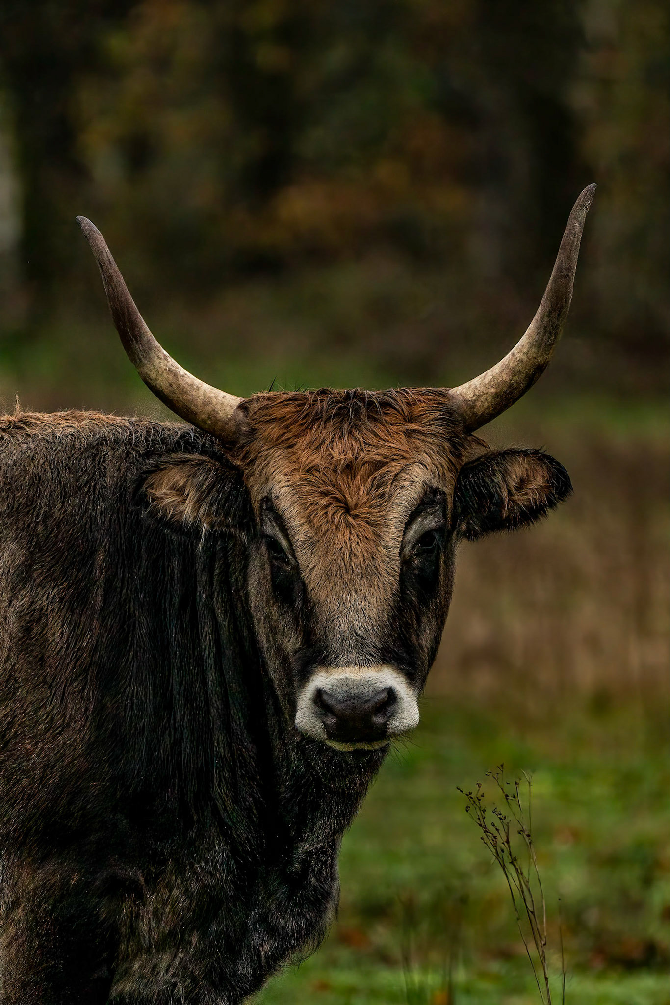 Tauros - Maashorst - The Netherlands