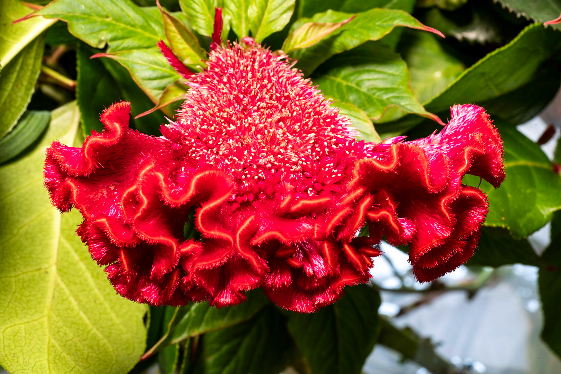 Celosia argentea